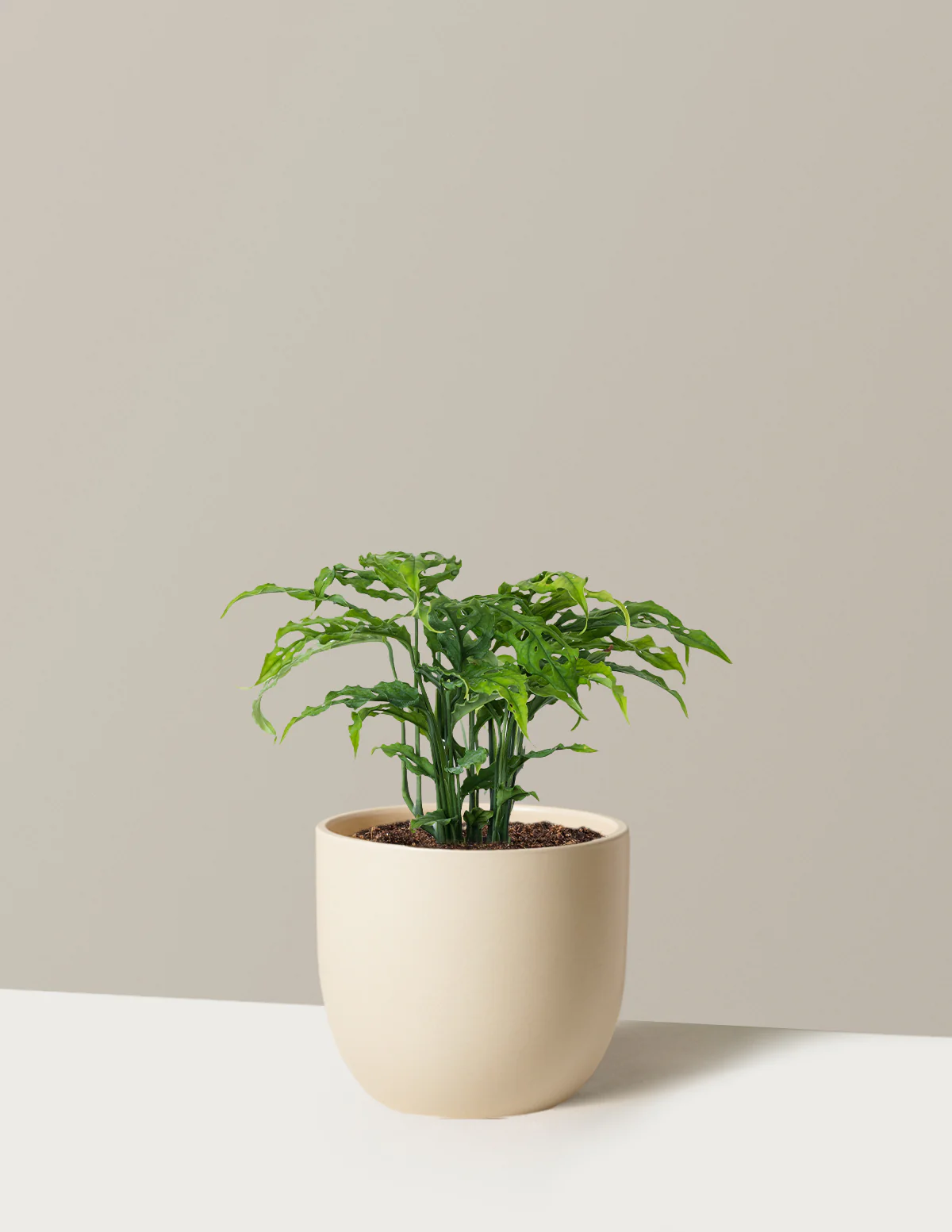 Rare Monstera Obliqua - Image 2
