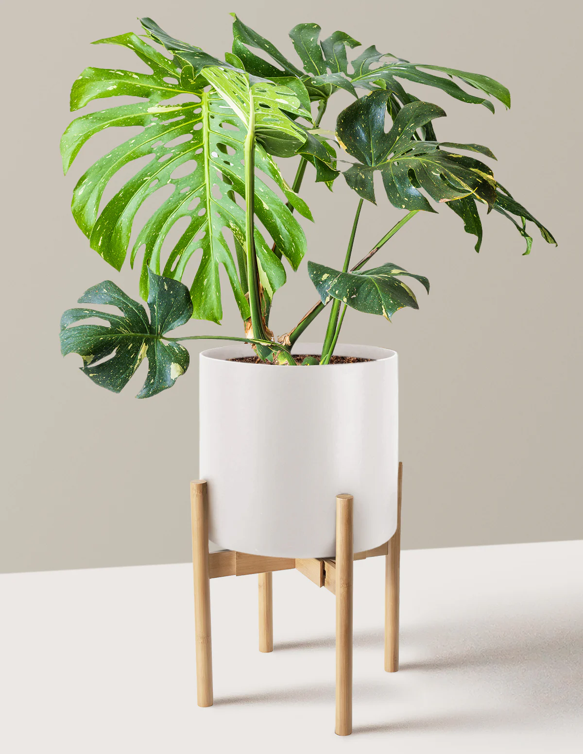 Monstera Thai Constellation - Image 42