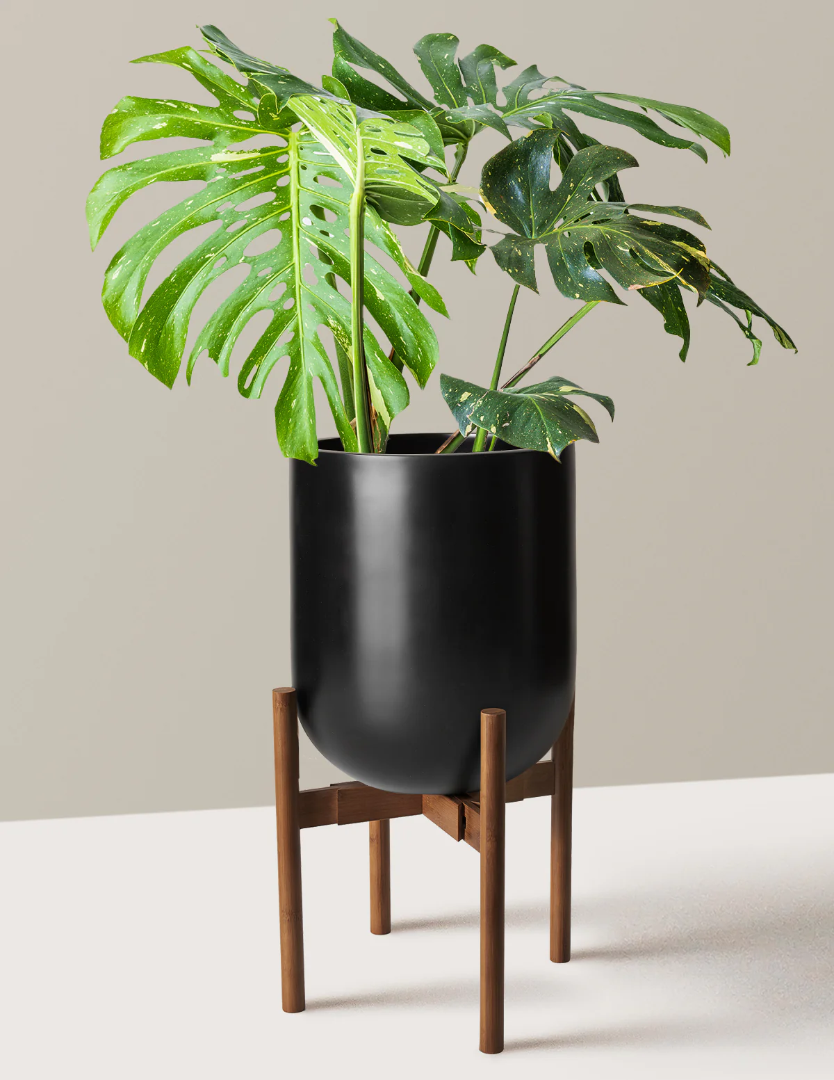Monstera Thai Constellation - Image 44