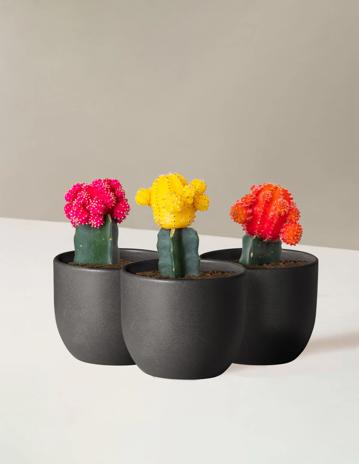 Moon Cactus - Image 7
