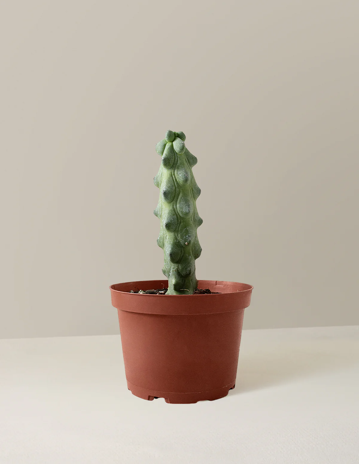 Boobie Cactus - Image 4