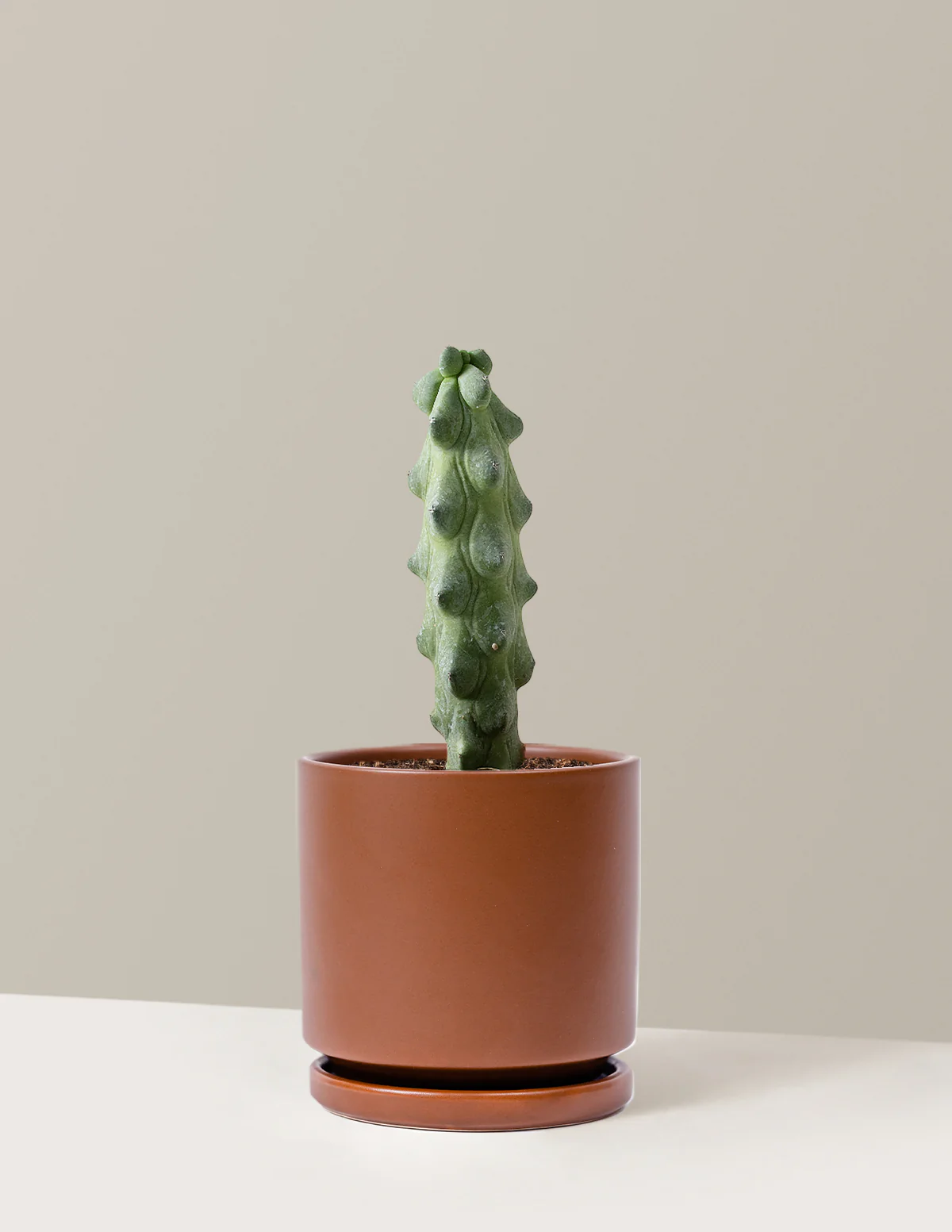 Boobie Cactus - Image 9