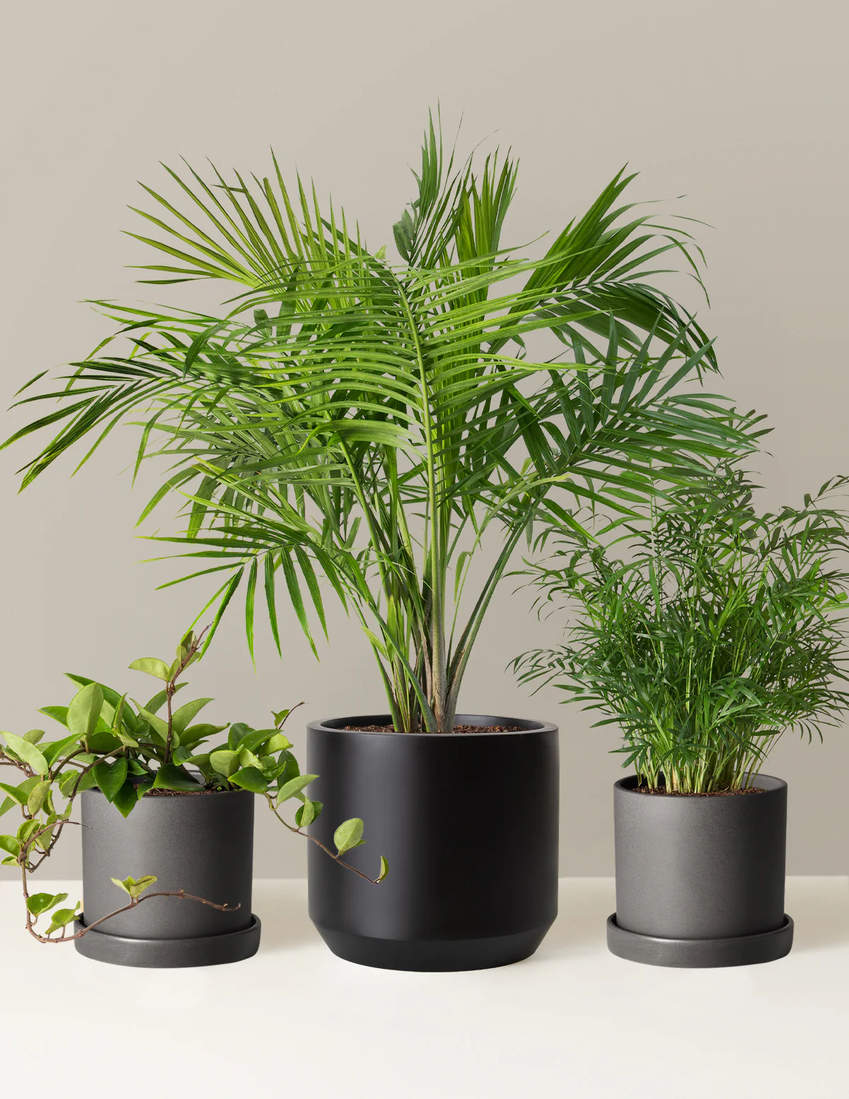 New Digs Pet Friendly Plant Trio - Image 13
