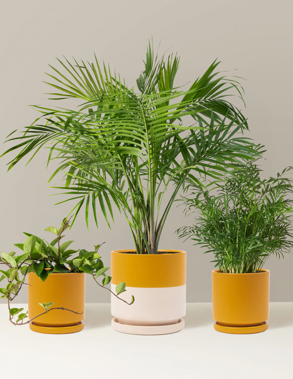 New Digs Pet Friendly Plant Trio - Image 9