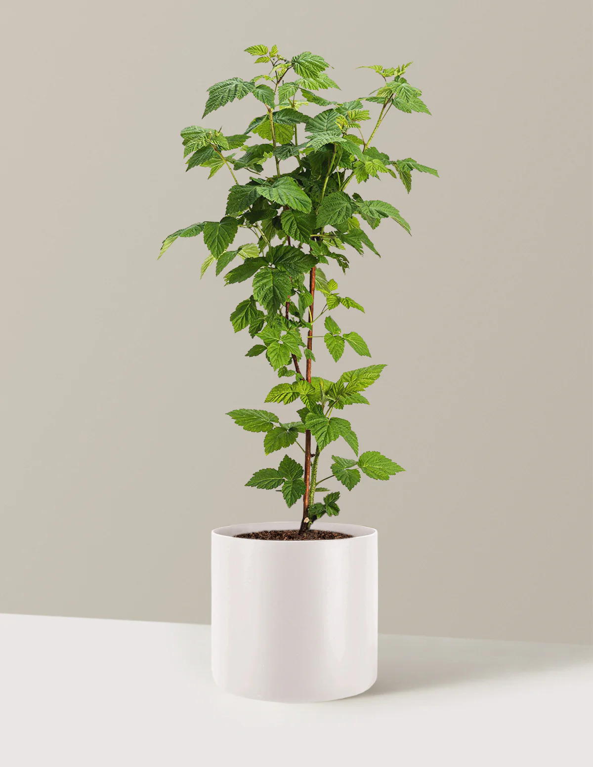 Nova Red Raspberry Plant - Image 8