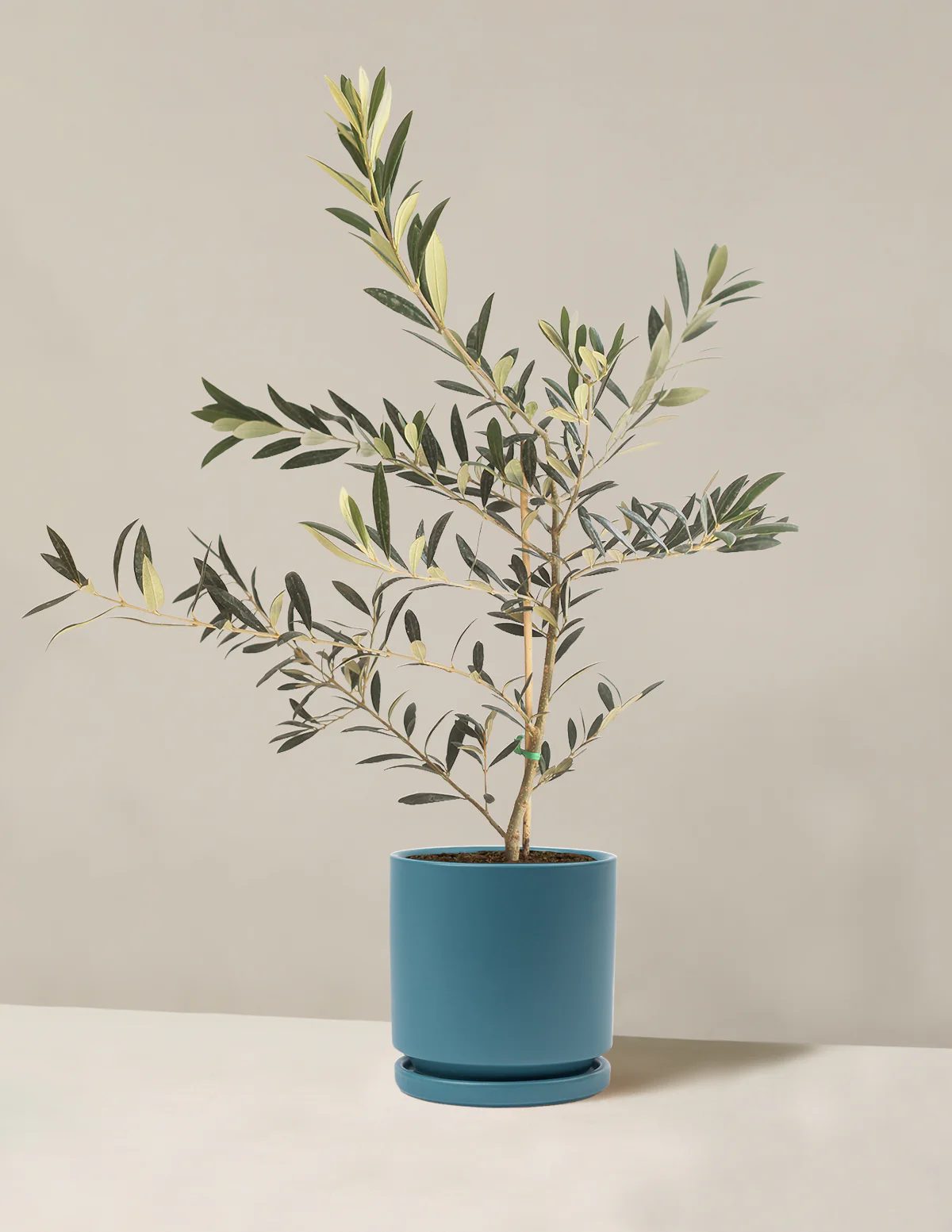 Olive Tree - Image 13