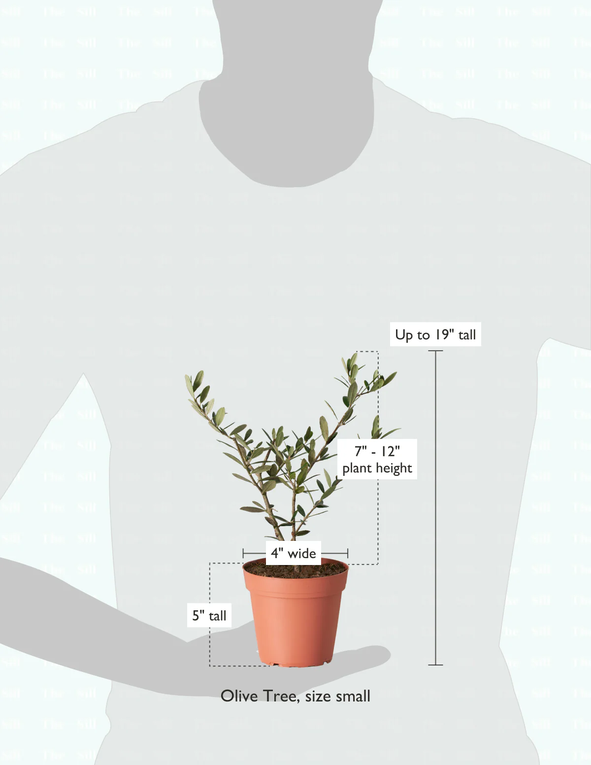 Olive Tree - Image 23