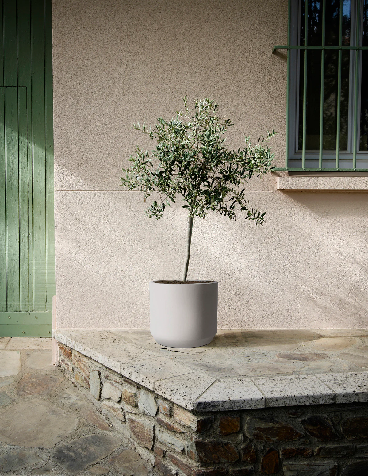 Olive Tree - Image 28