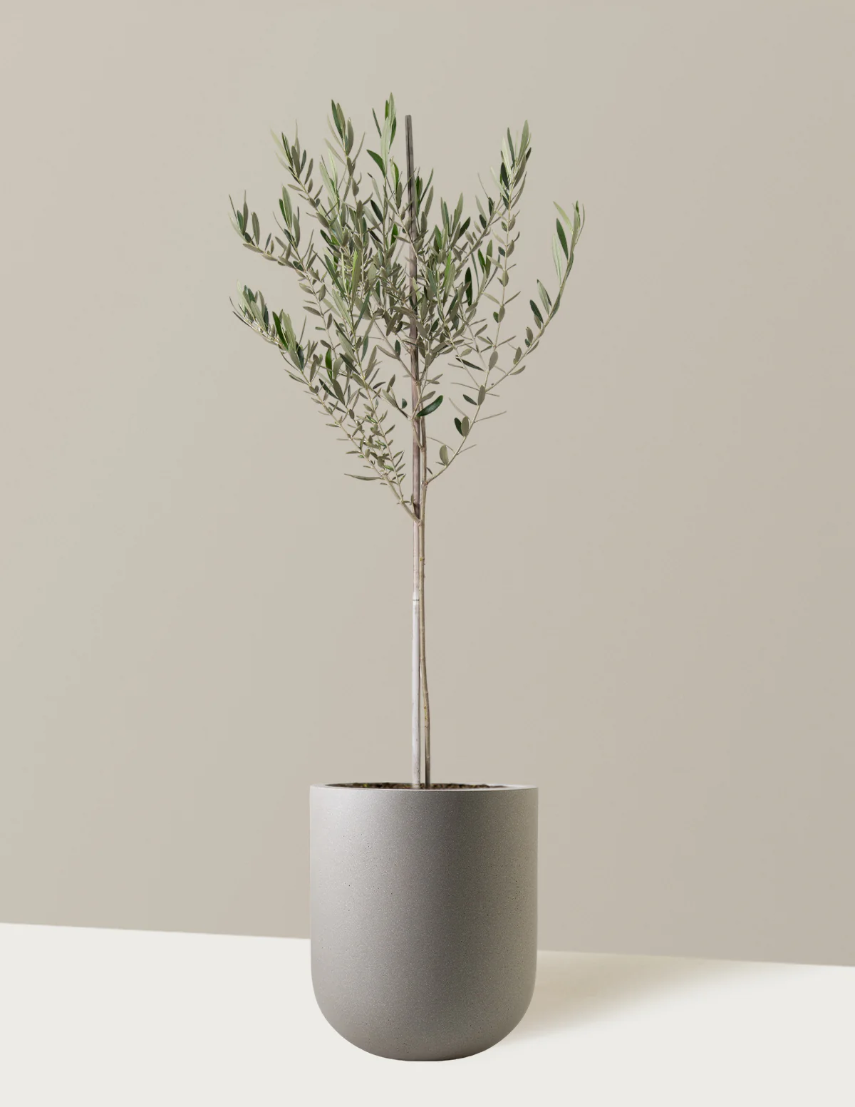 Olive Tree - Image 37