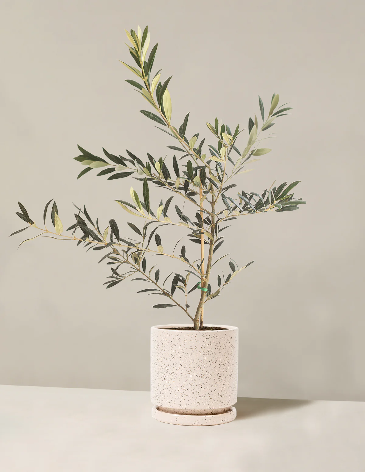 Olive Tree - Image 39