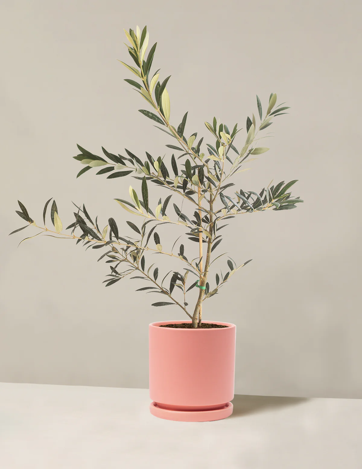 Olive Tree - Image 41