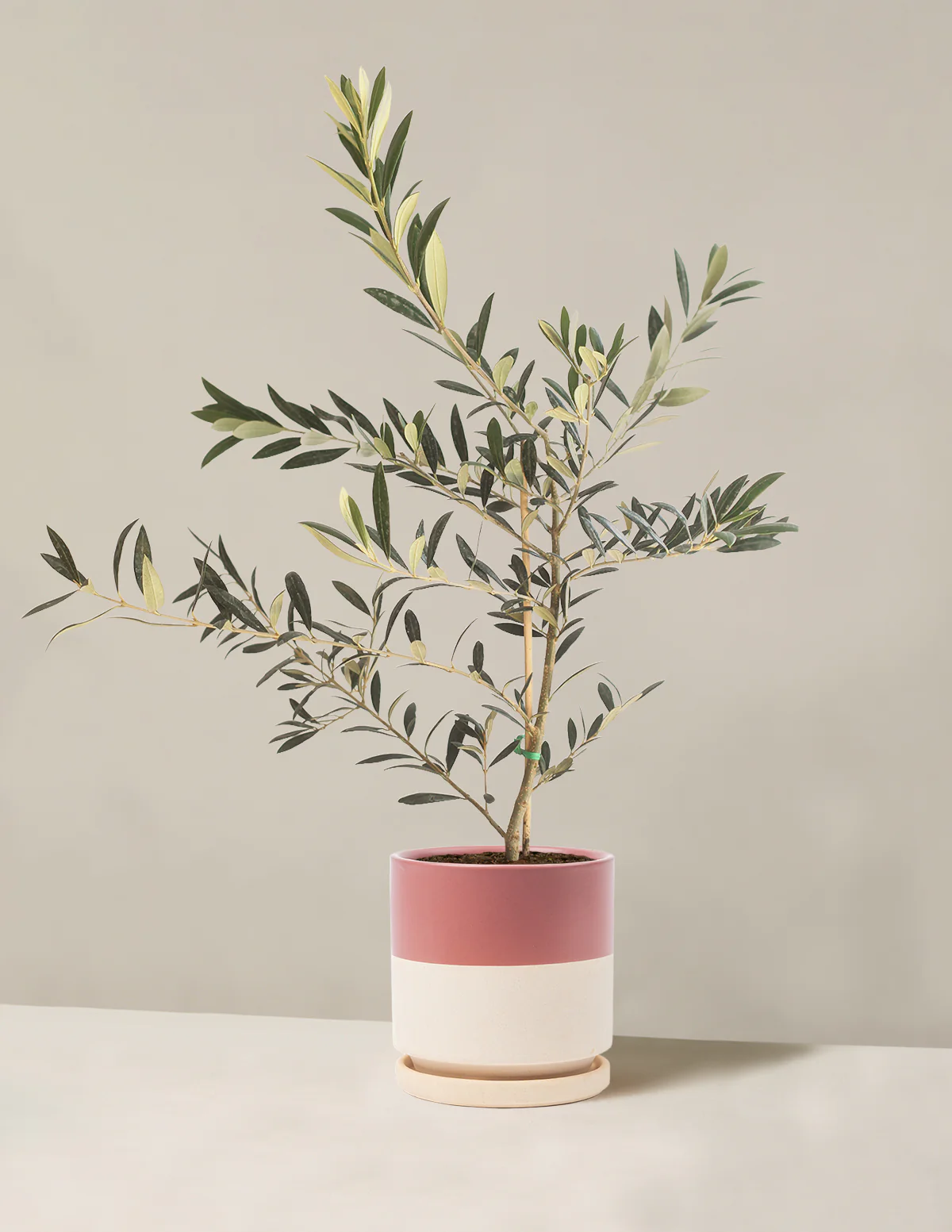 Olive Tree - Image 42