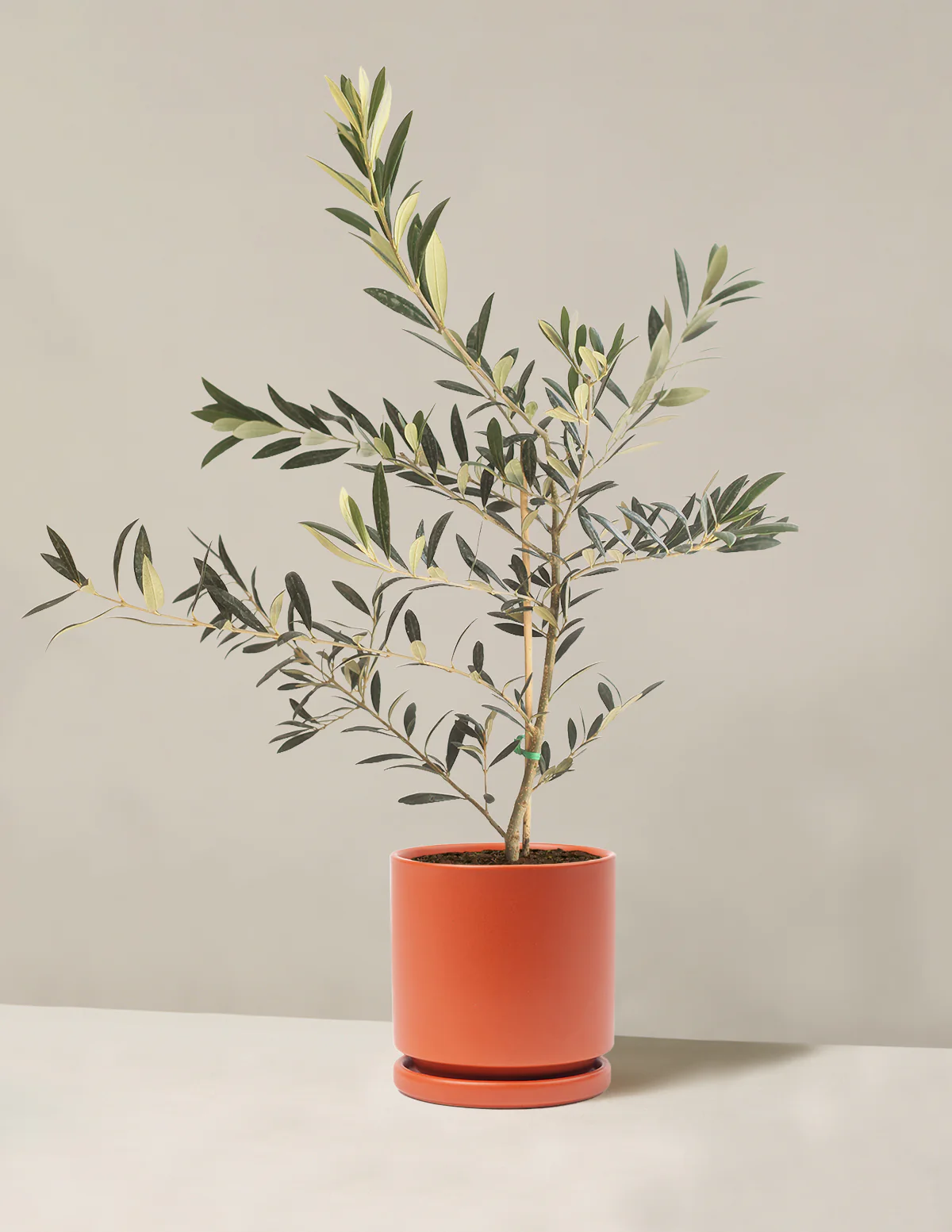 Olive Tree - Image 43