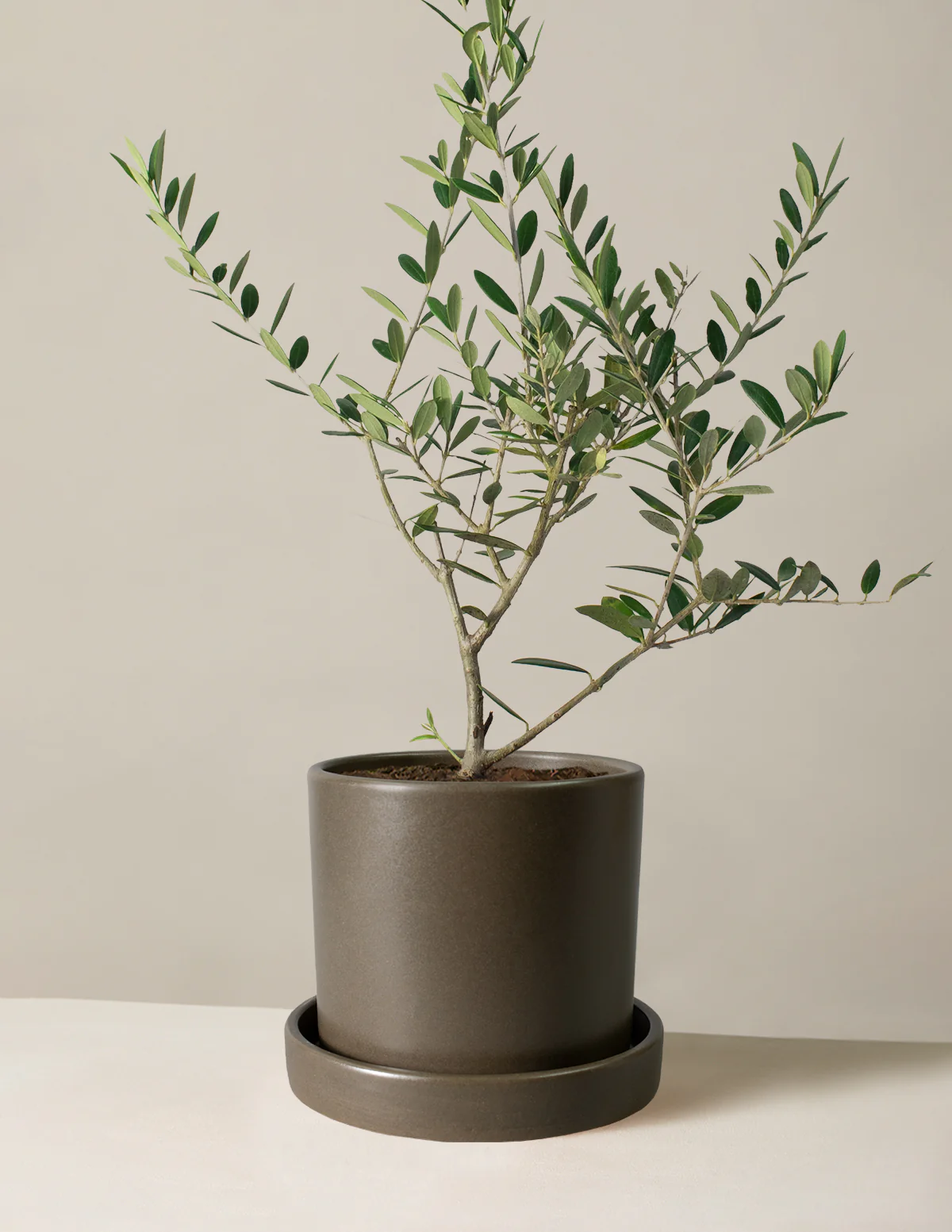 Olive Tree - Image 52