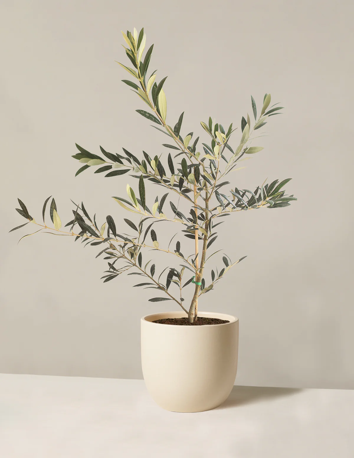 Olive Tree - Image 53