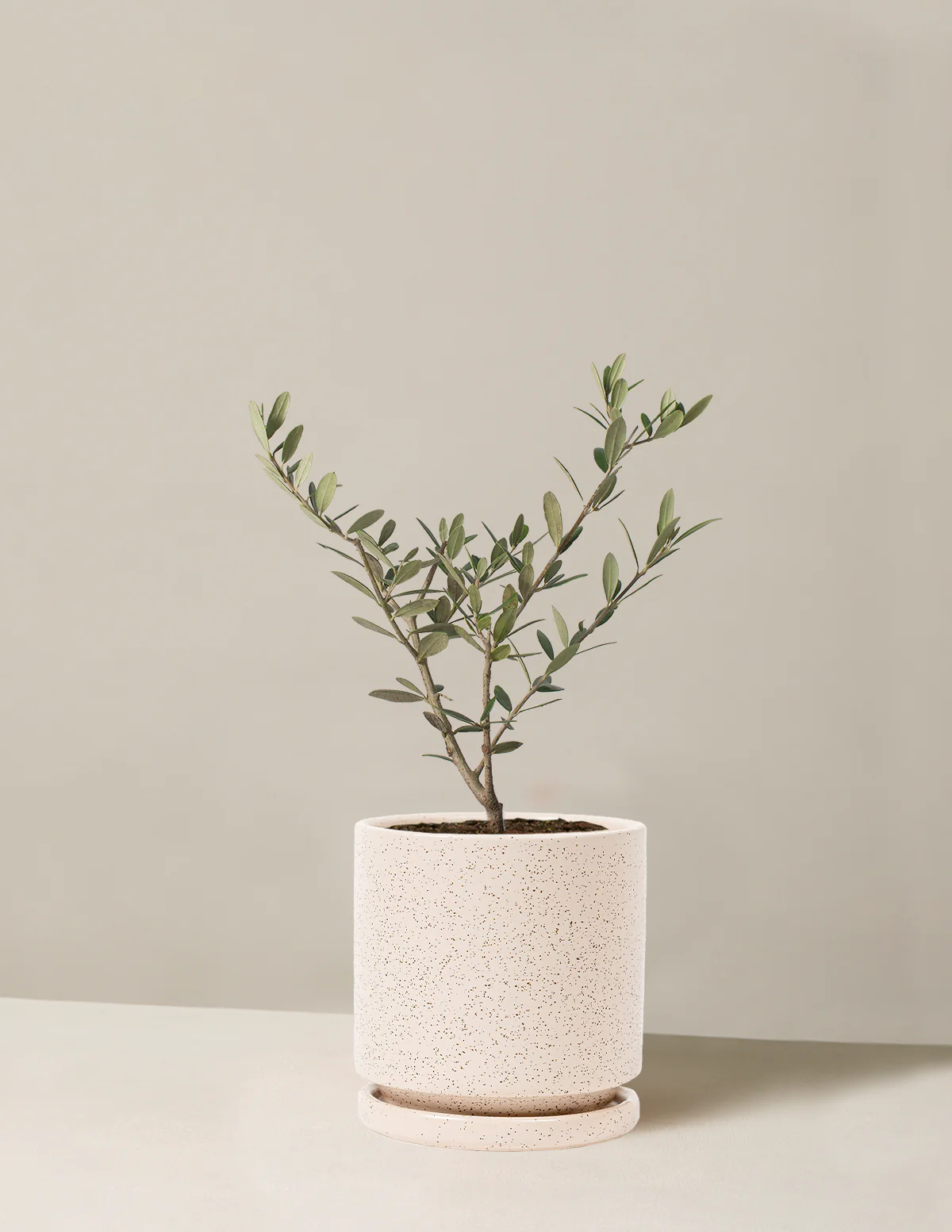 Olive Tree - Image 56