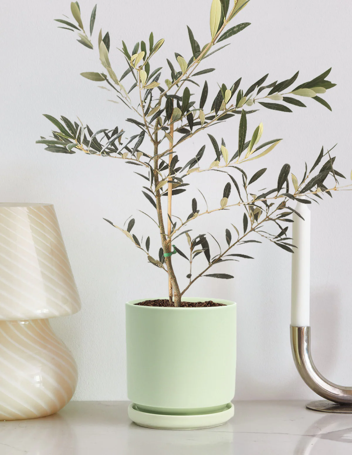 Olive Tree - Image 6