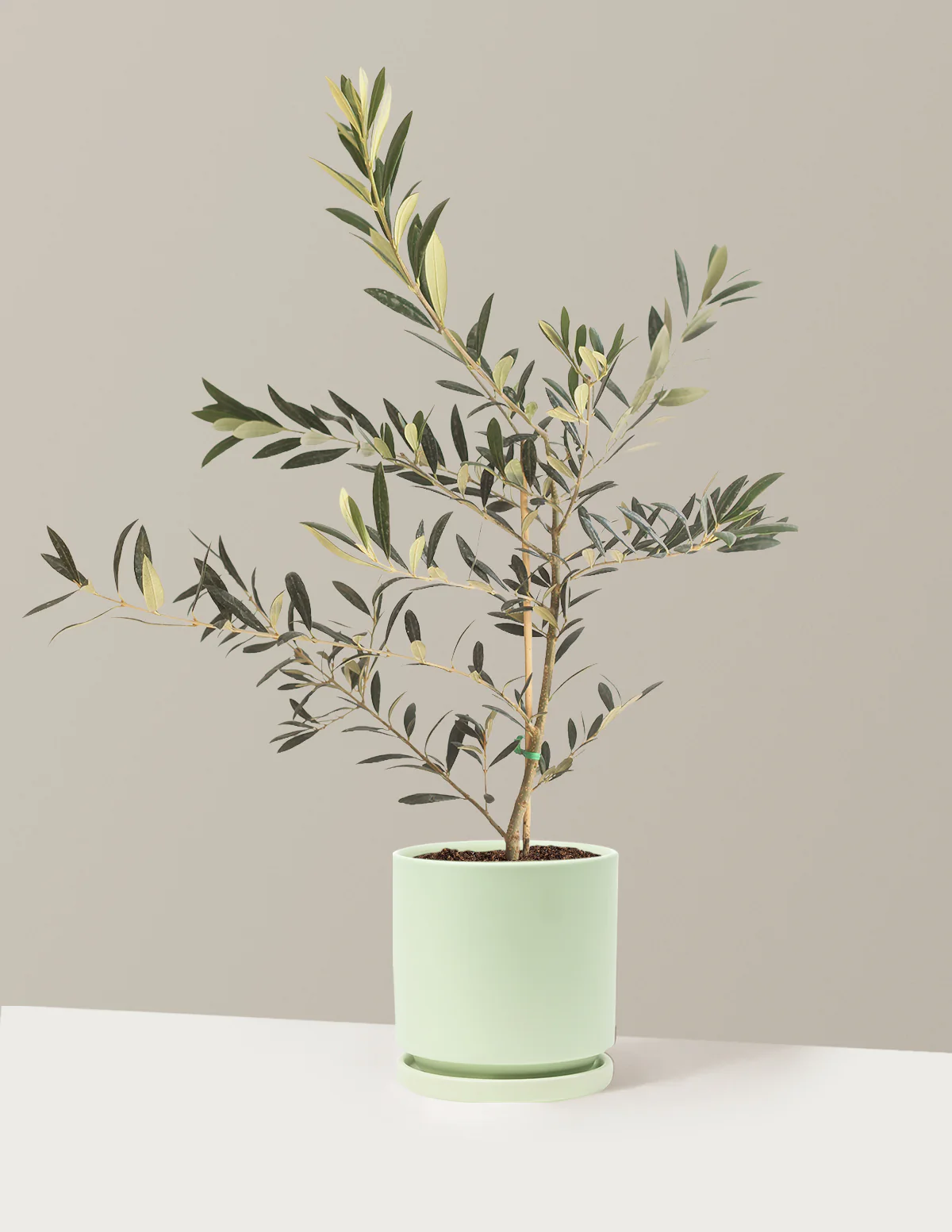 Olive Tree - Image 8