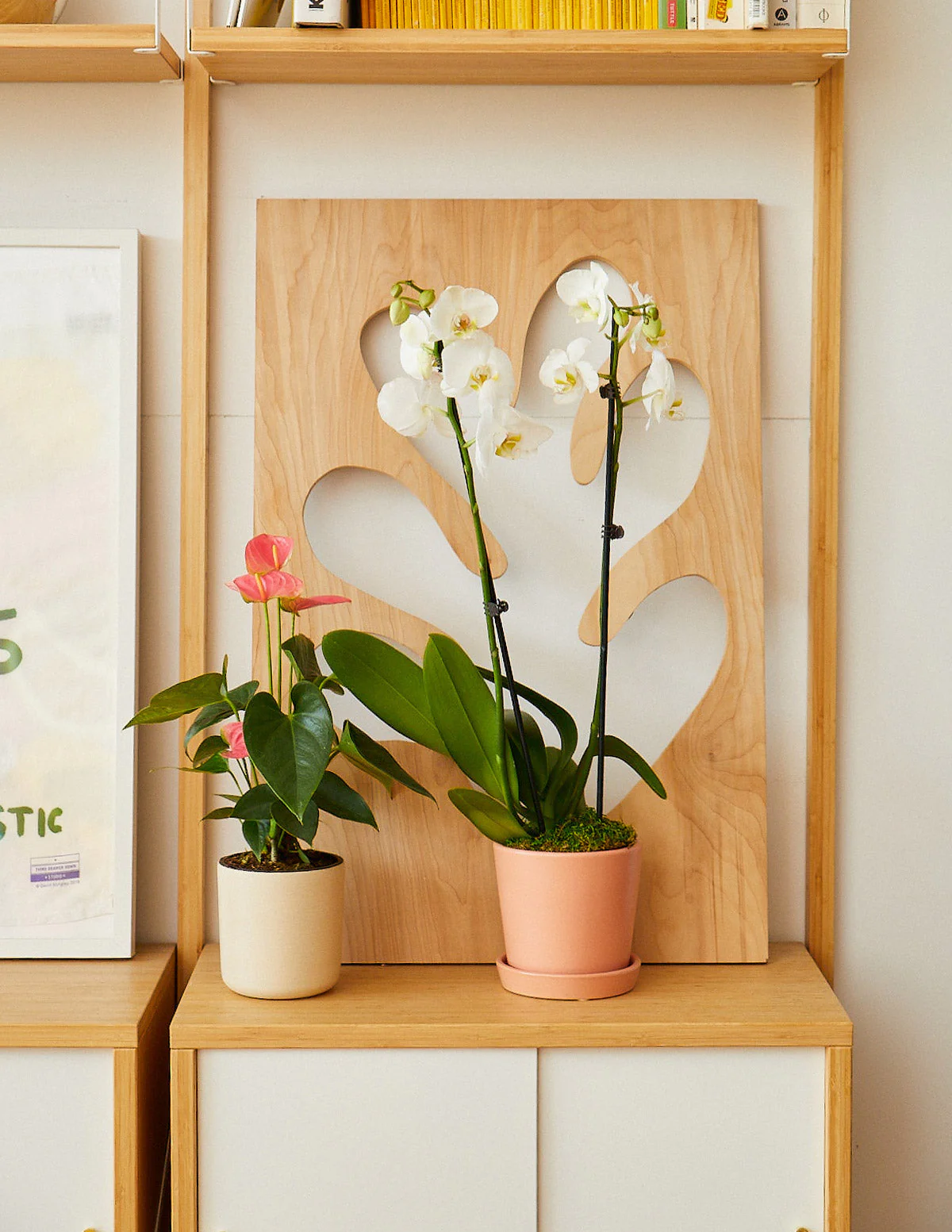 Pink Anthurium - Image 5