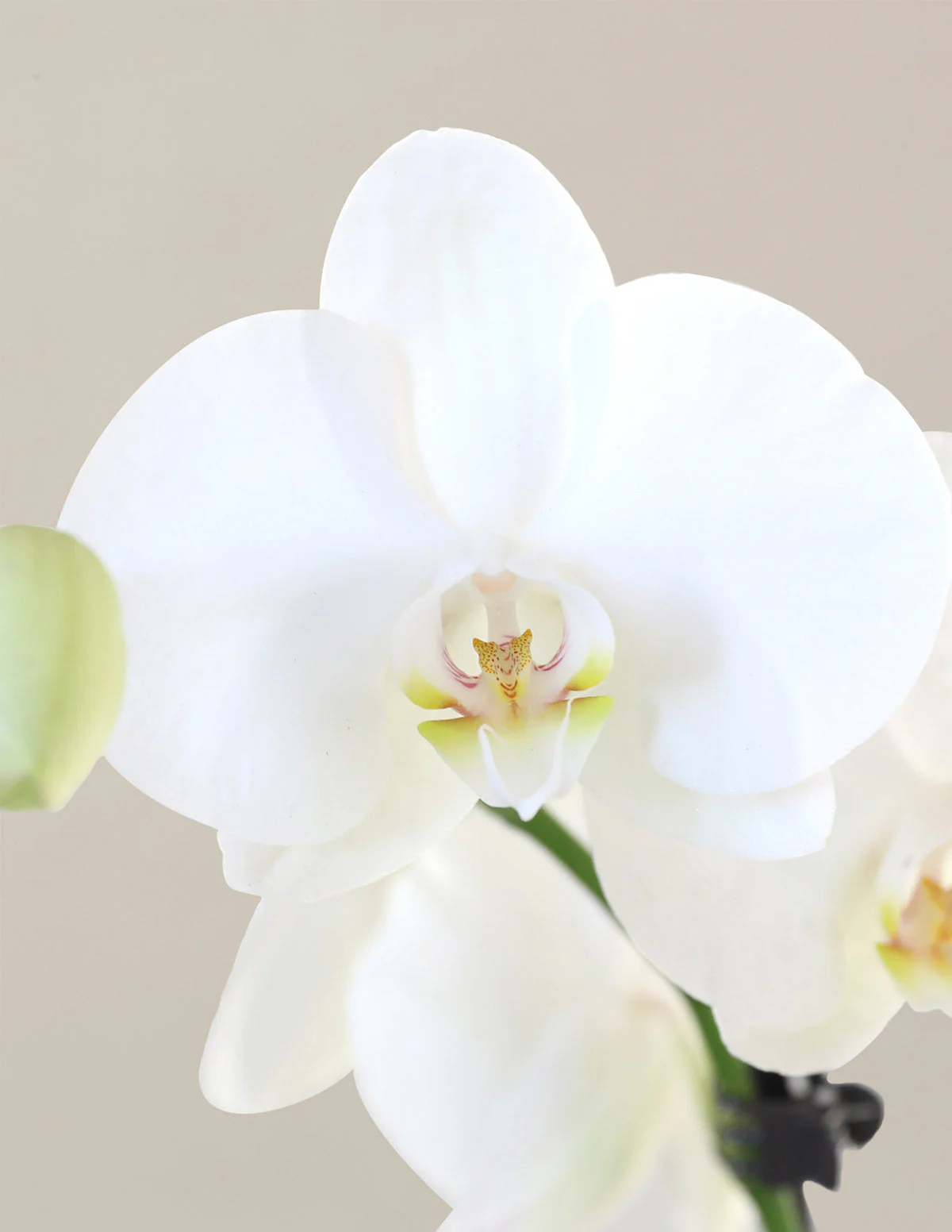 White Orchid - Image 3