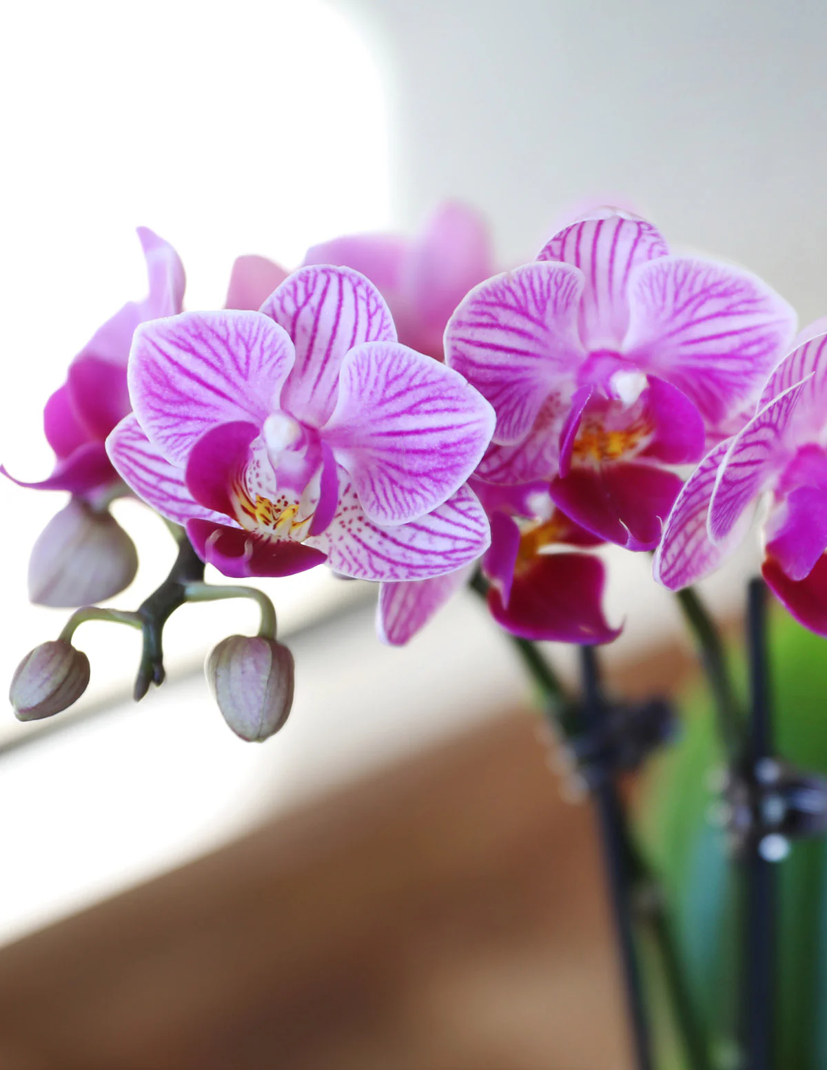 Mega Mini Orchid Party Pack, 20 - Image 3