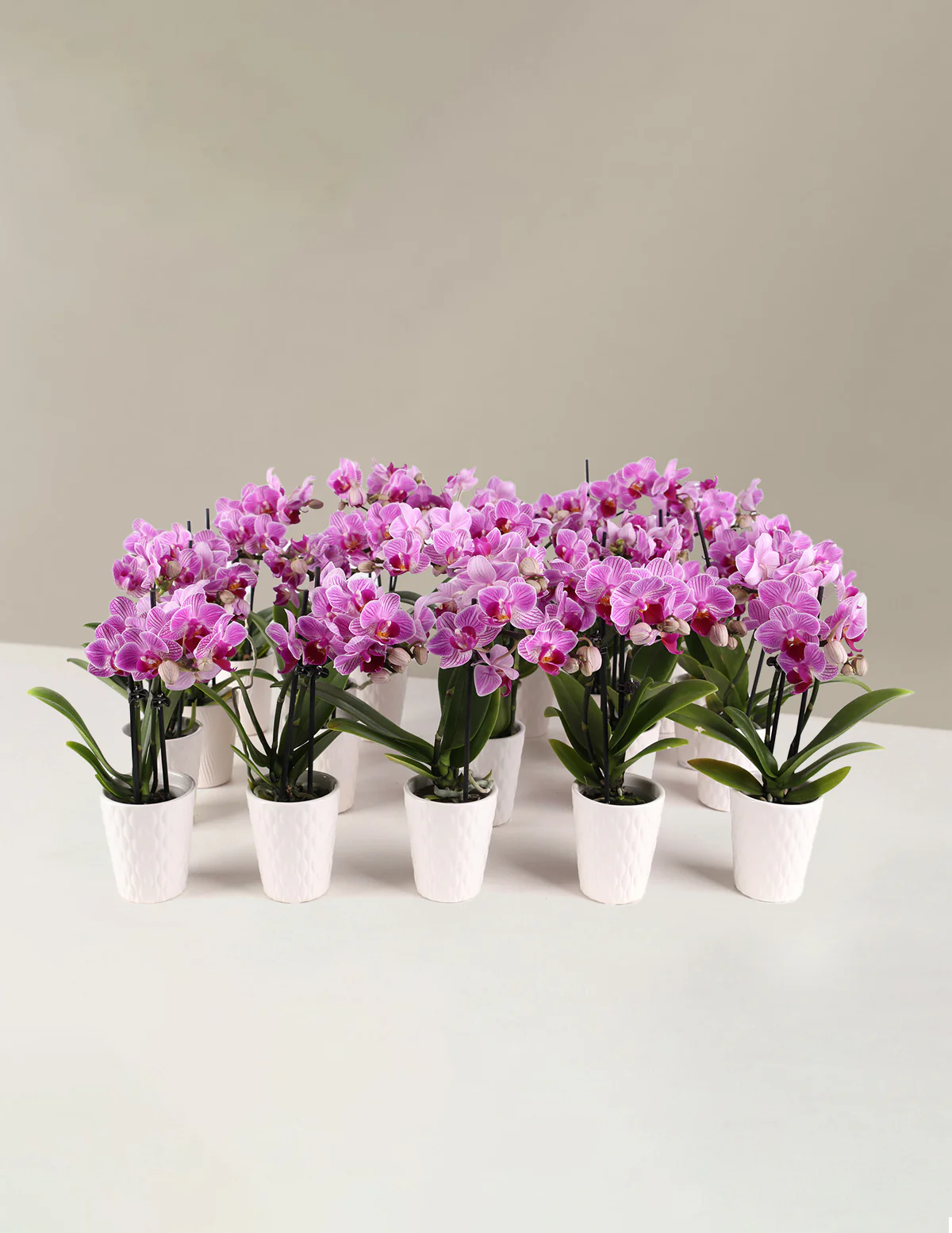 Mega Mini Orchid Party Pack, 20 - Image 6