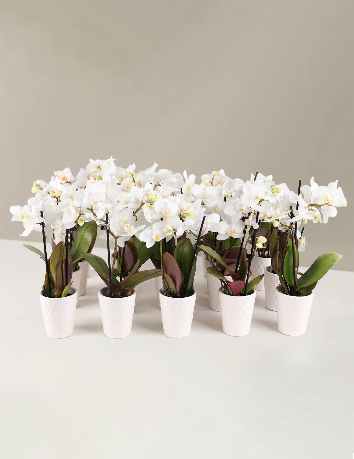 Mega Mini Orchid Party Pack, 20 - Image 7