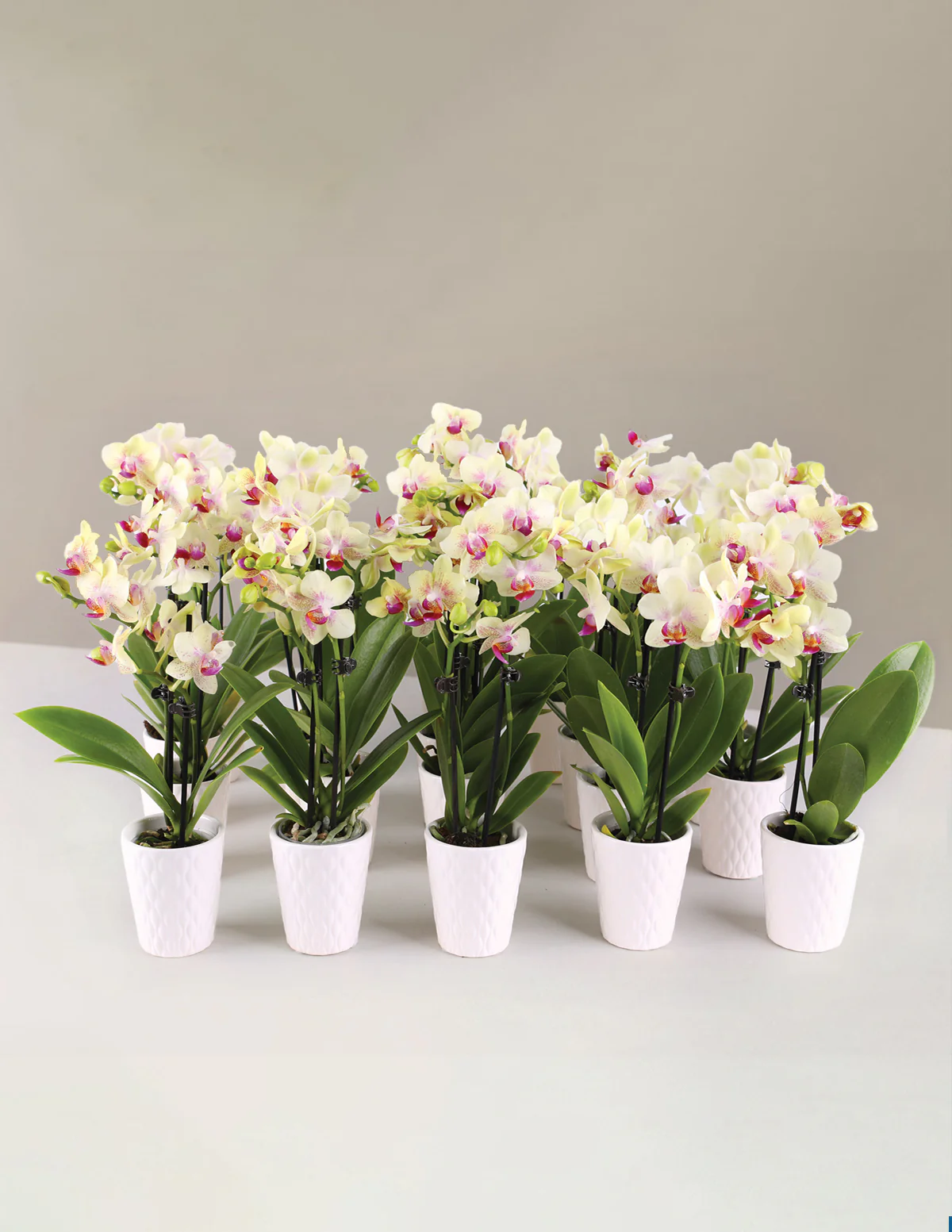 Mega Mini Orchid Party Pack, 20 - Image 8