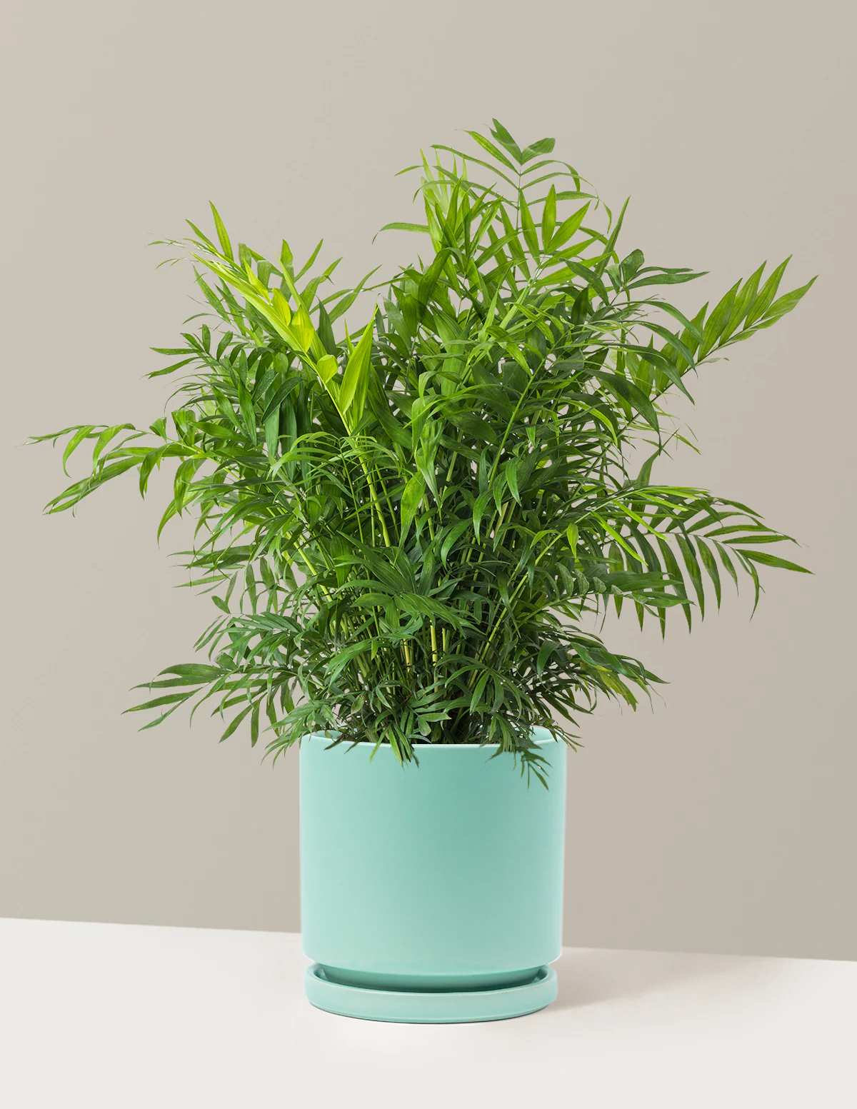 Parlor Palm - Image 15