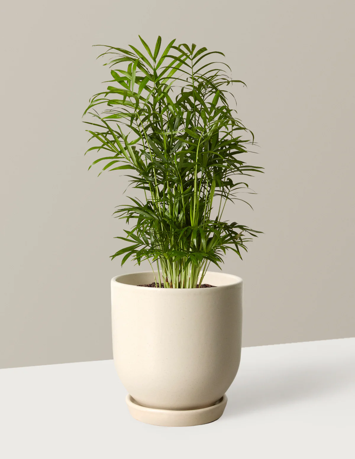 Parlor Palm - Image 16