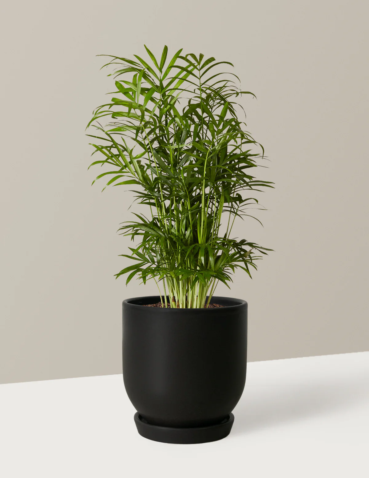 Parlor Palm - Image 17