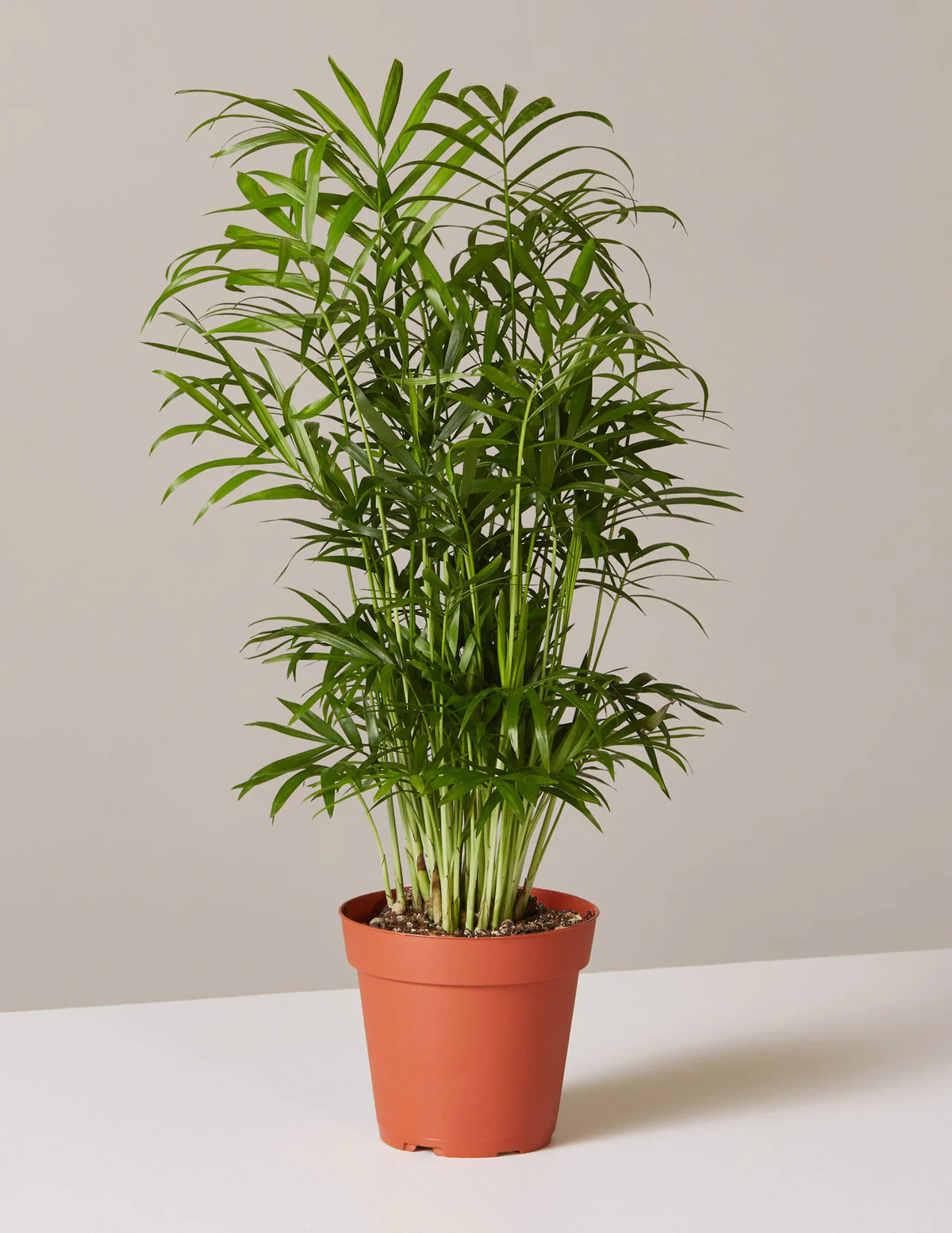 Parlor Palm - Image 18