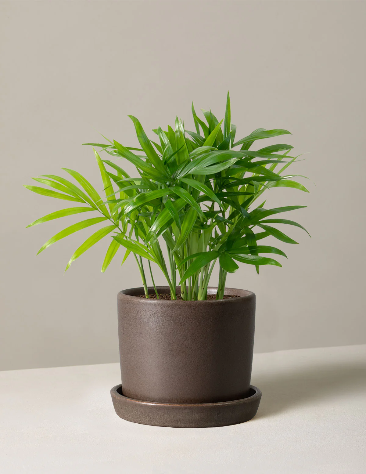 Parlor Palm - Image 20