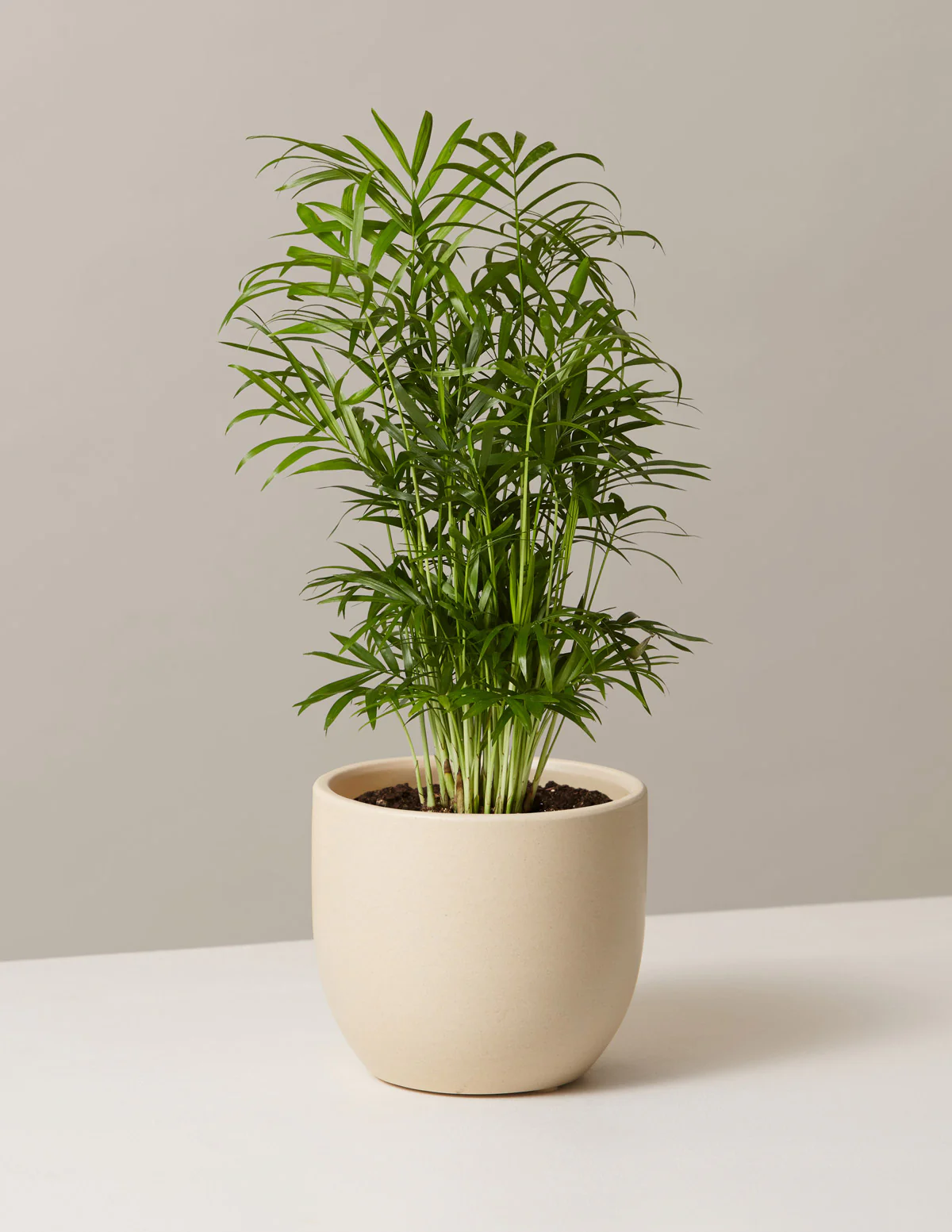 Parlor Palm - Image 22