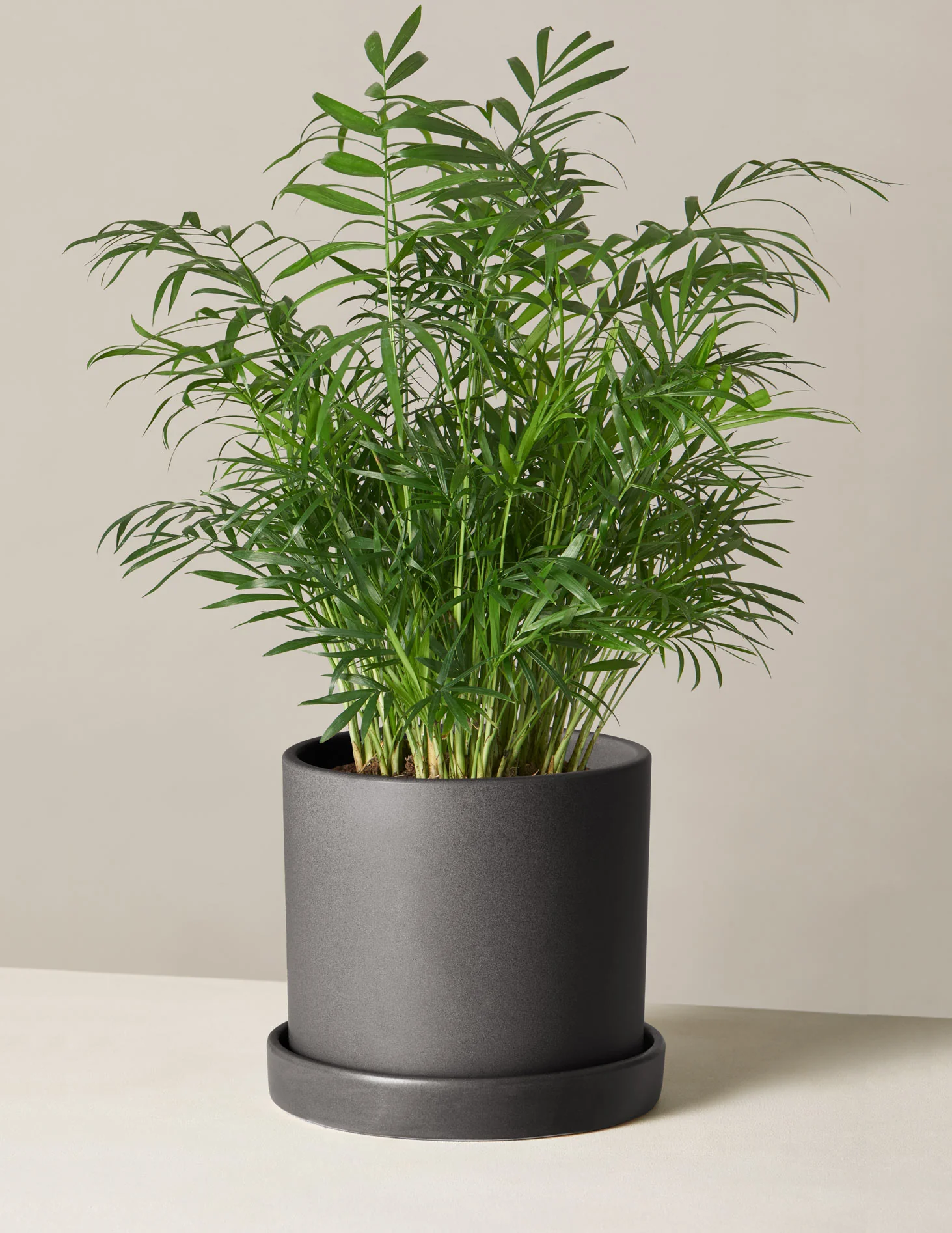 Parlor Palm - Image 26