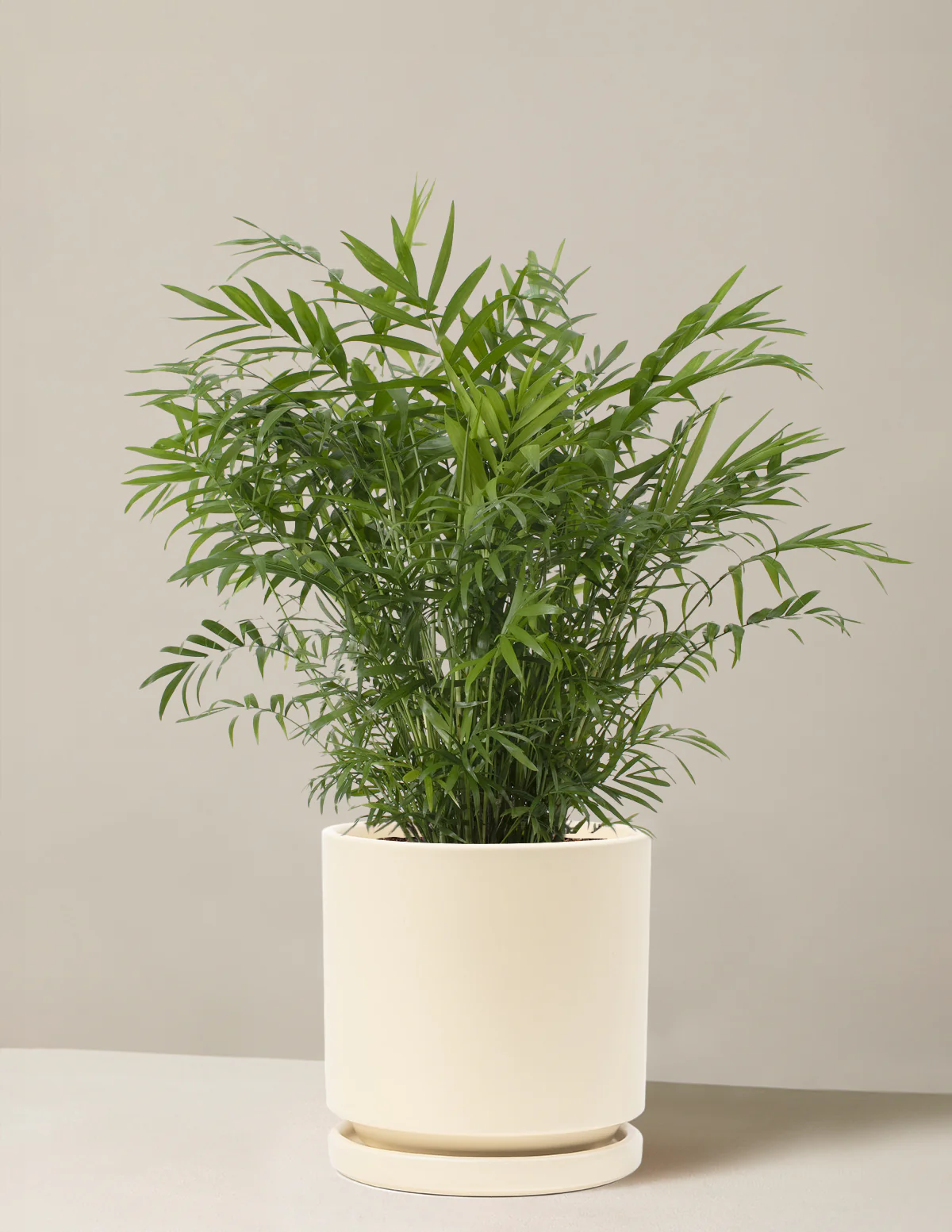 Parlor Palm - Image 27