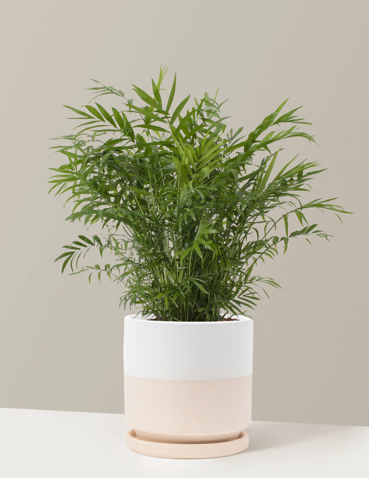 Parlor Palm - Image 32