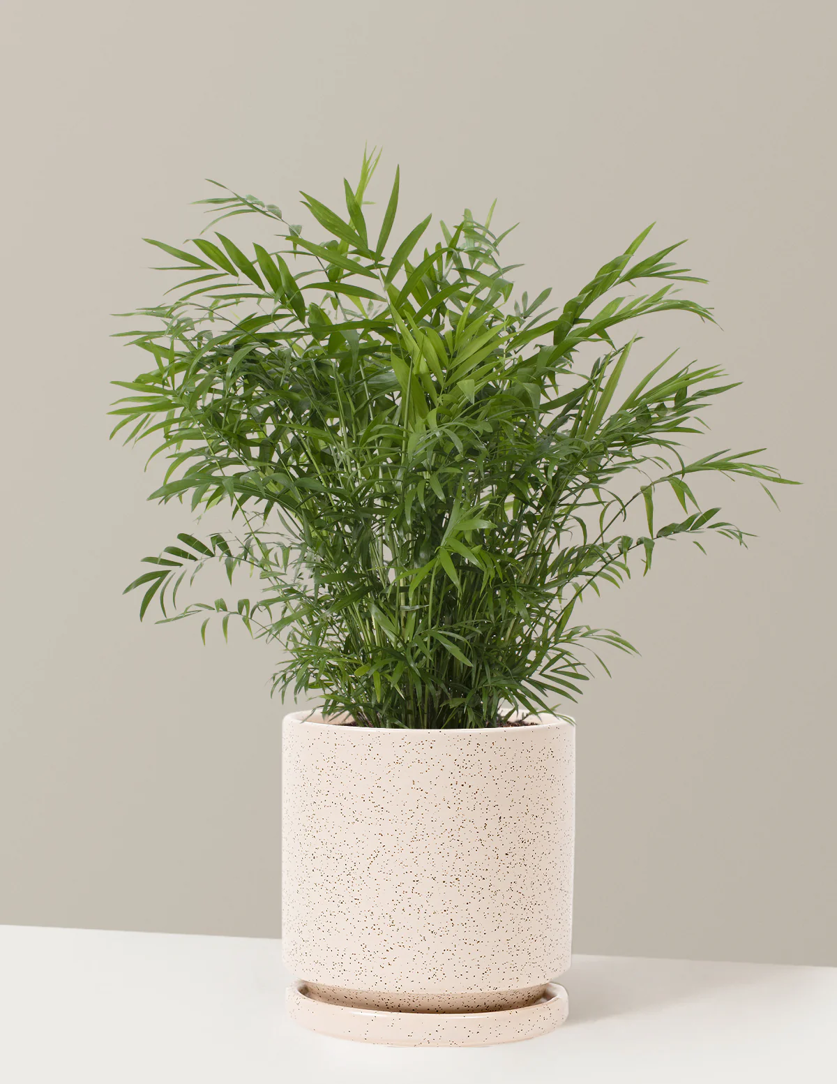 Parlor Palm - Image 33