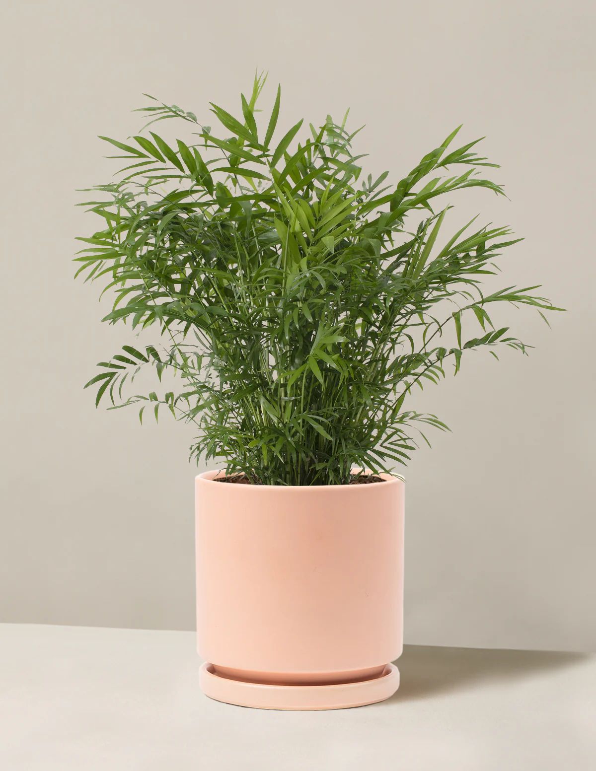 Parlor Palm - Image 34