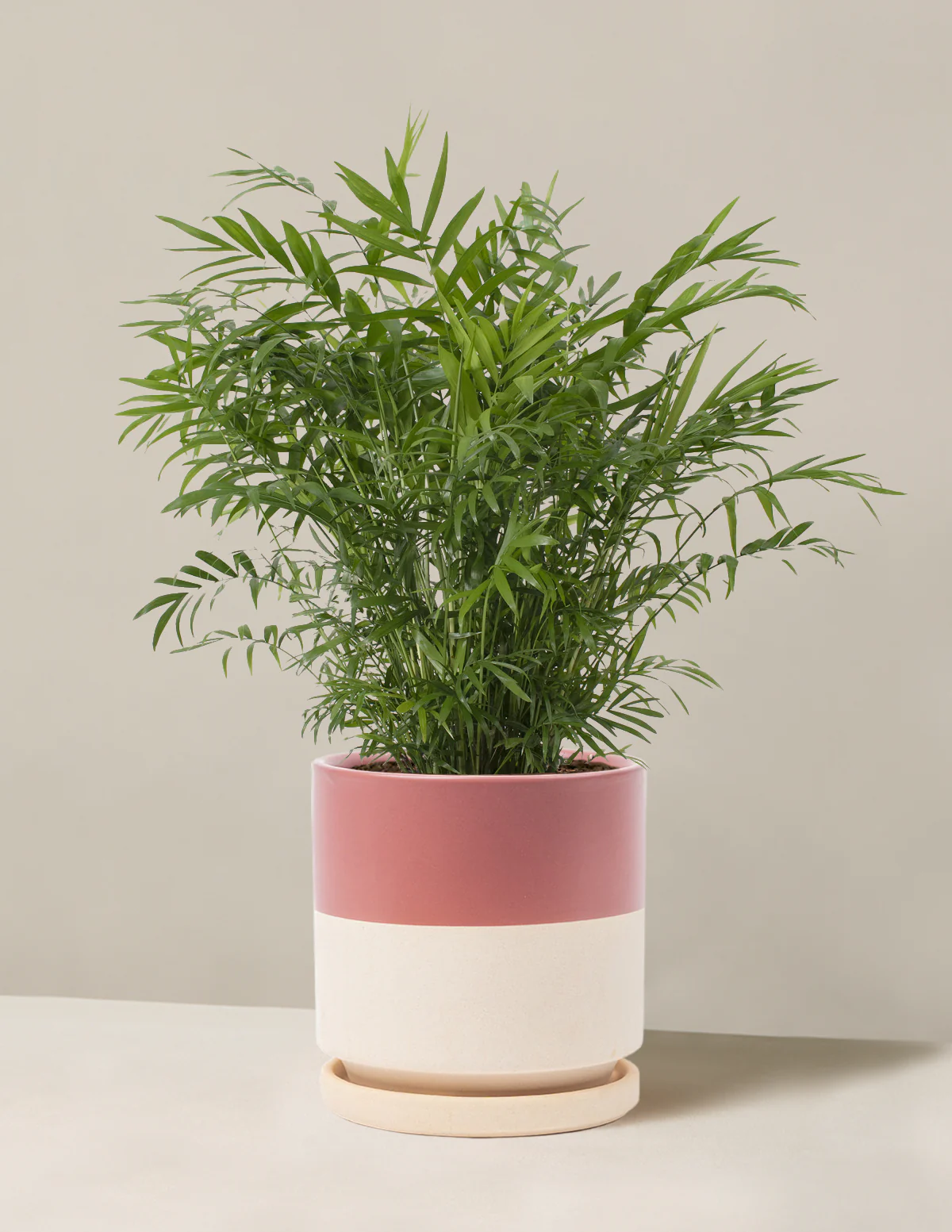 Parlor Palm - Image 38