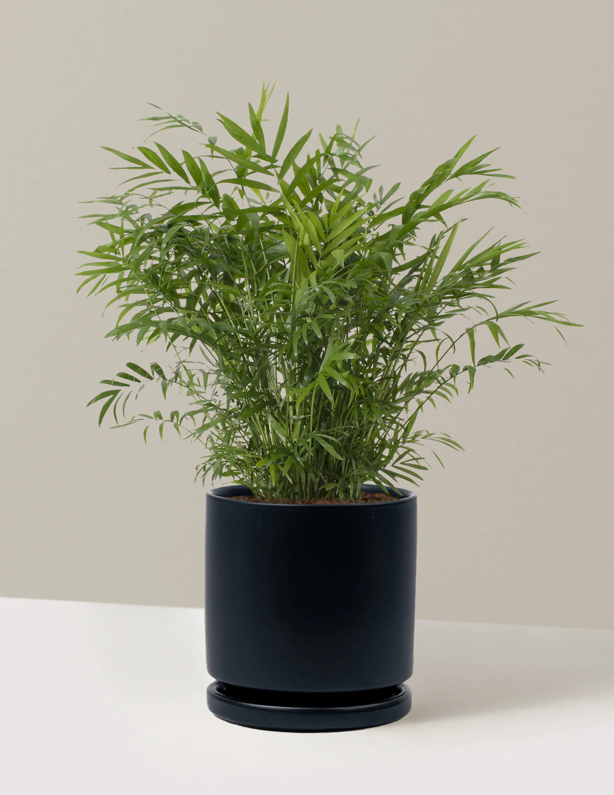 Parlor Palm - Image 40