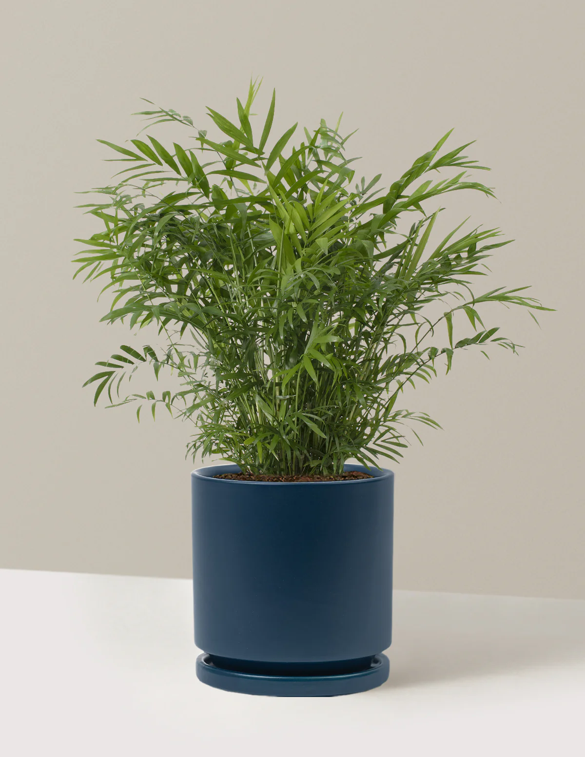 Parlor Palm - Image 41