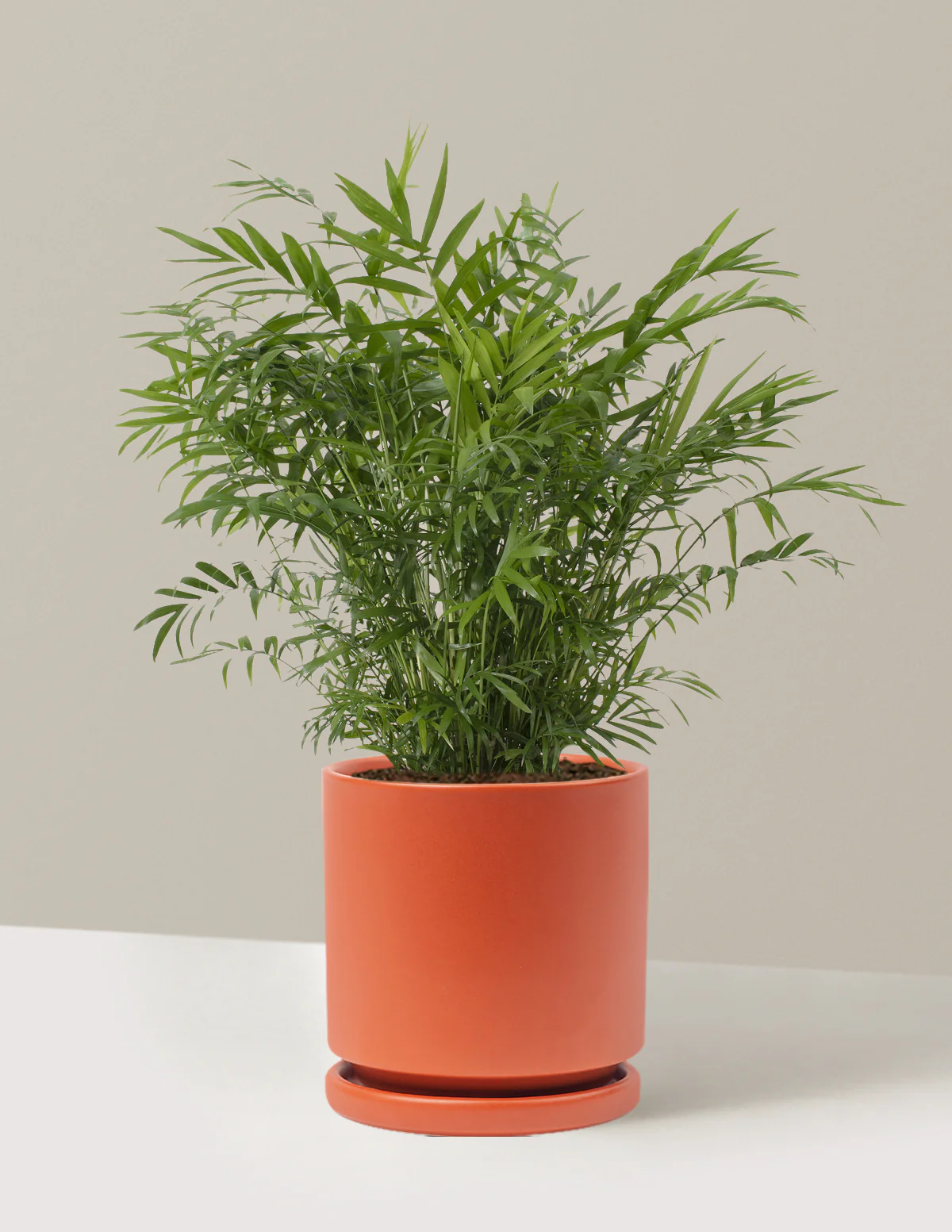 Parlor Palm - Image 42
