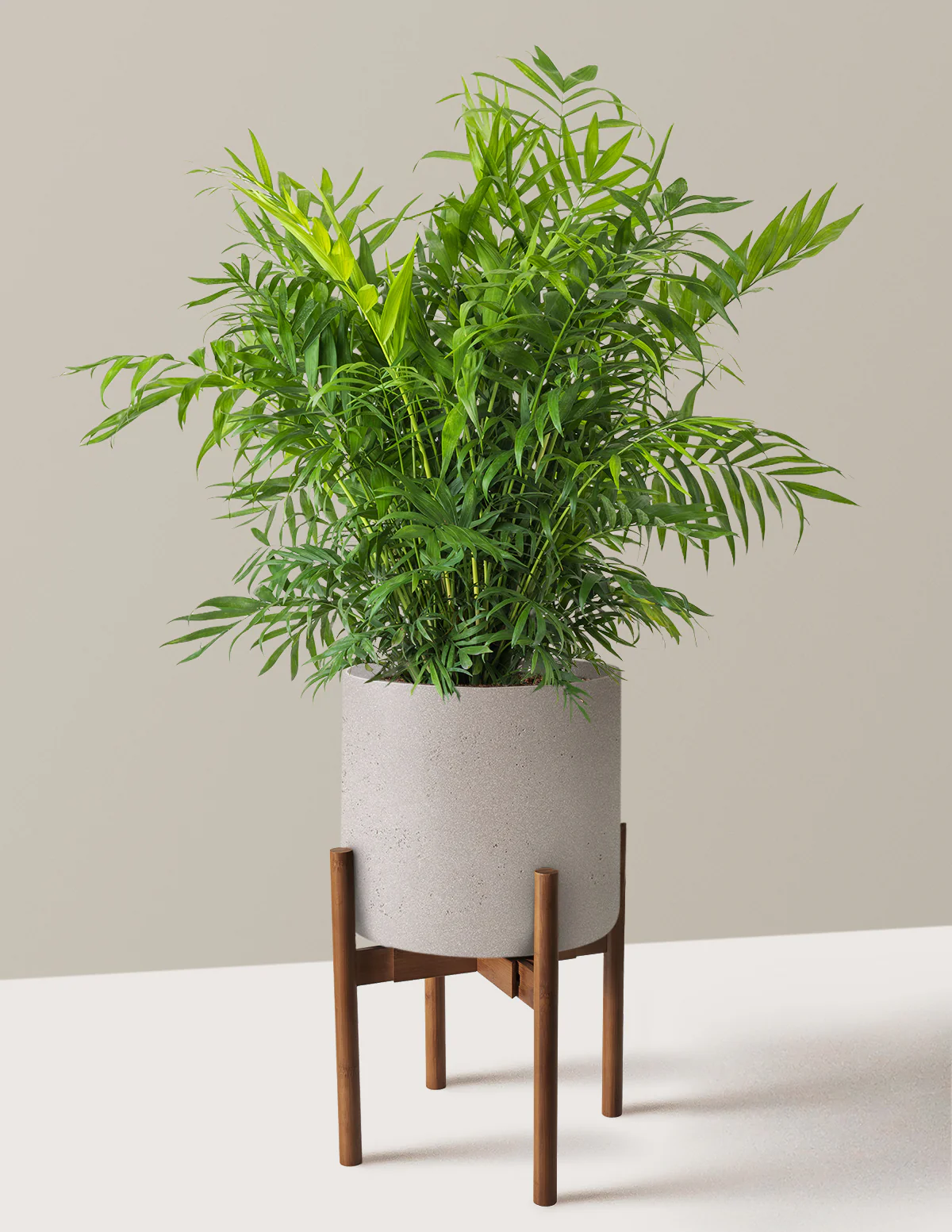 Parlor Palm - Image 45