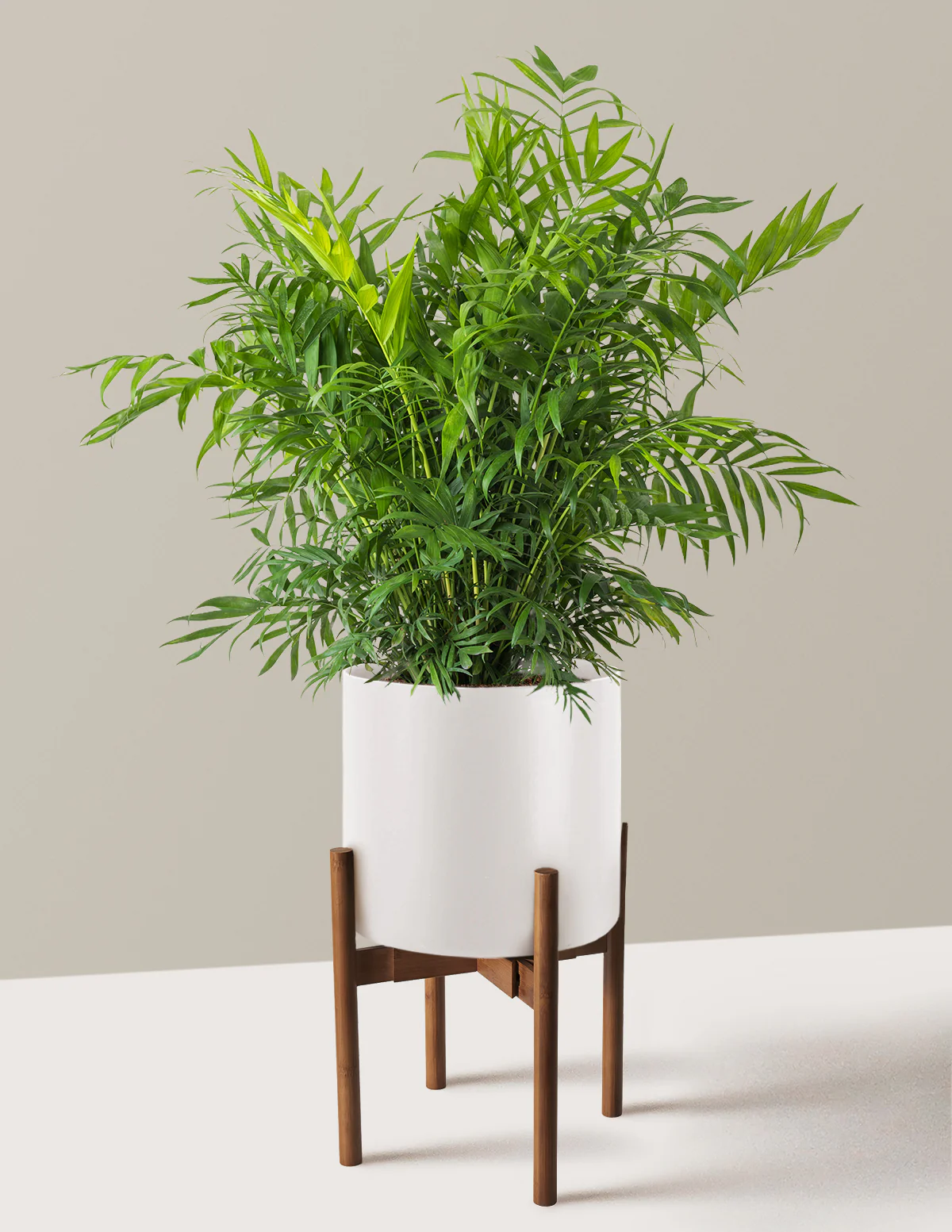 Parlor Palm - Image 47