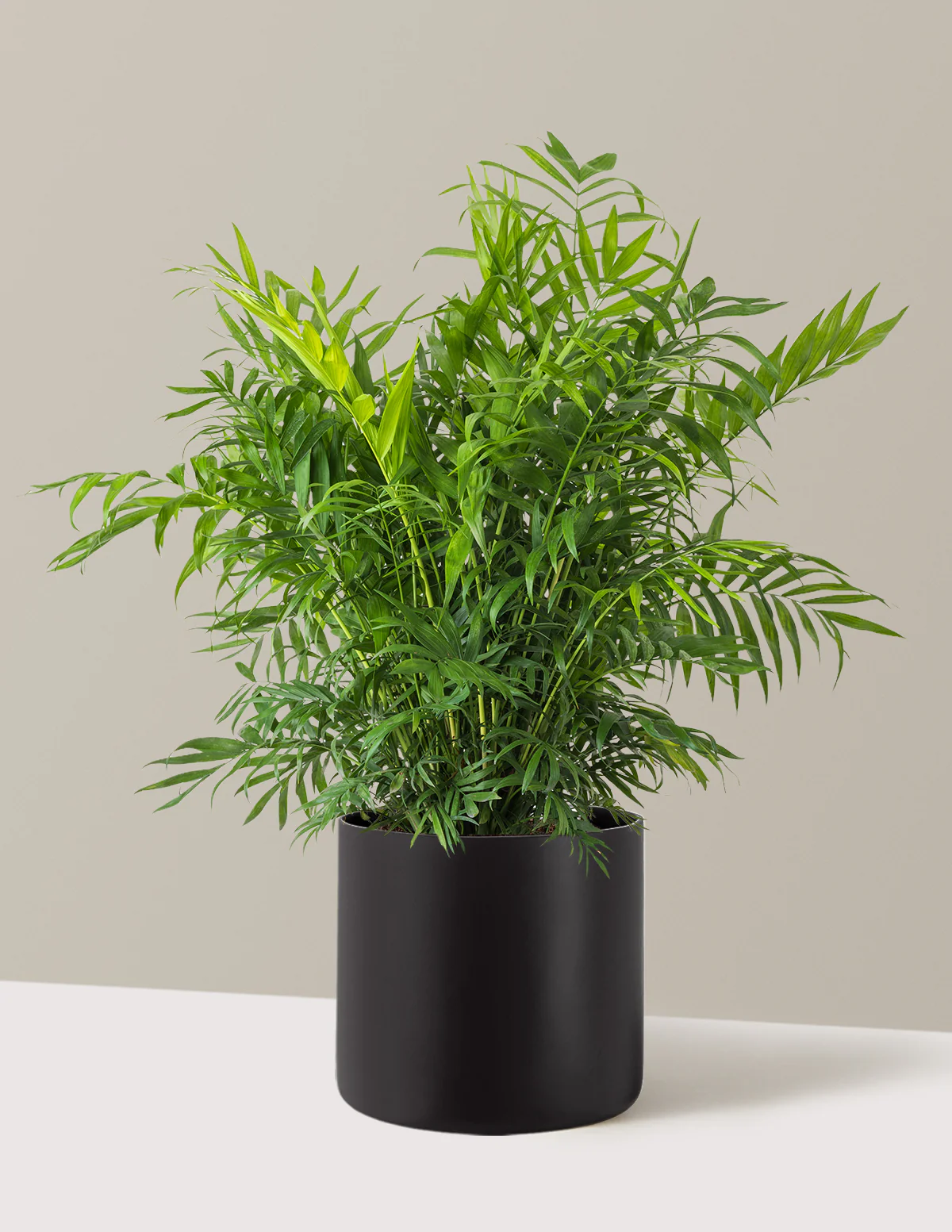 Parlor Palm - Image 49