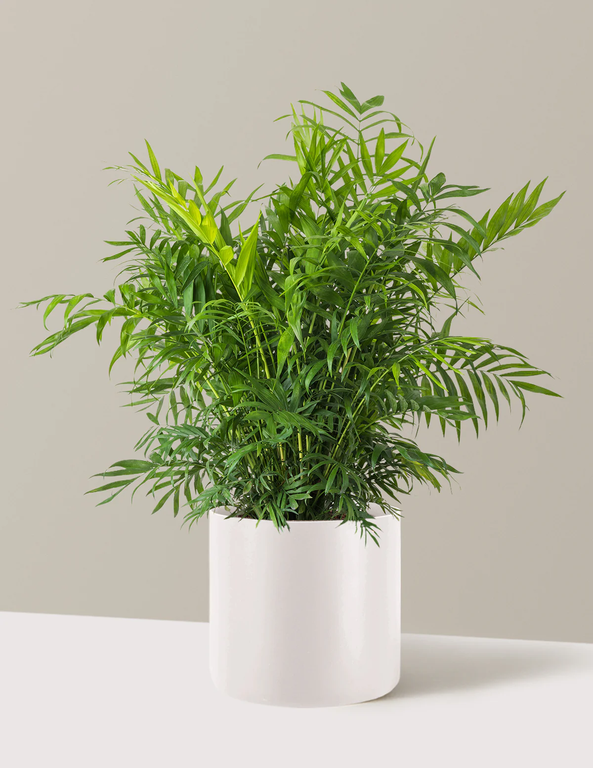 Parlor Palm - Image 51
