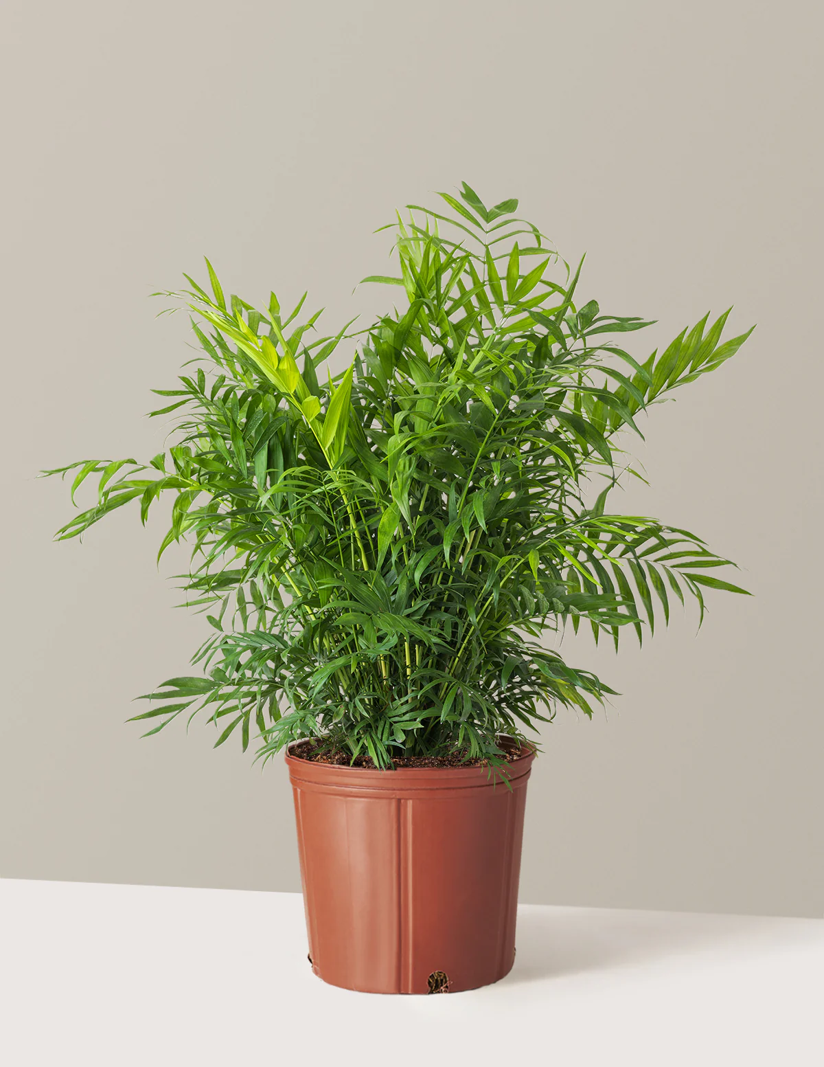 Parlor Palm - Image 52