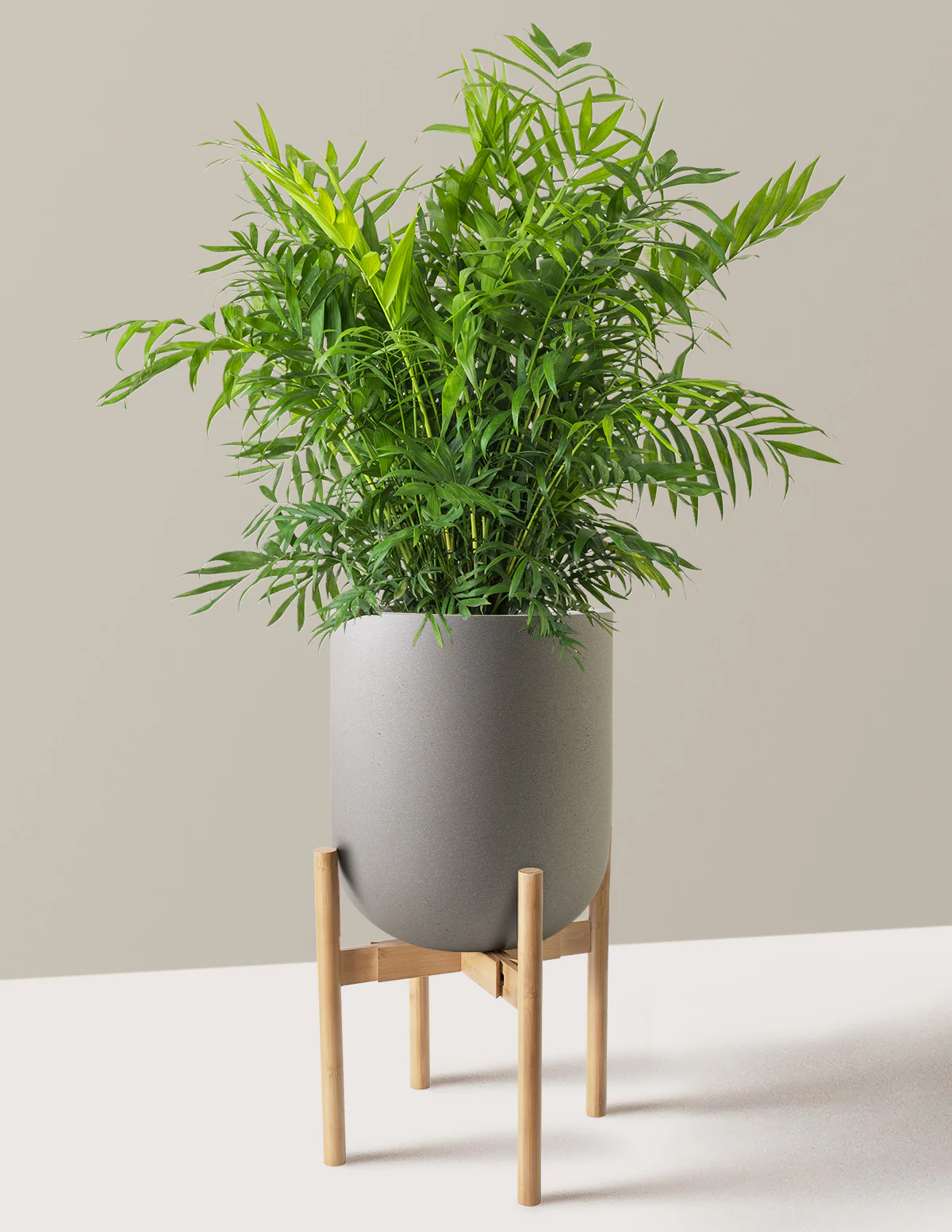 Parlor Palm - Image 56