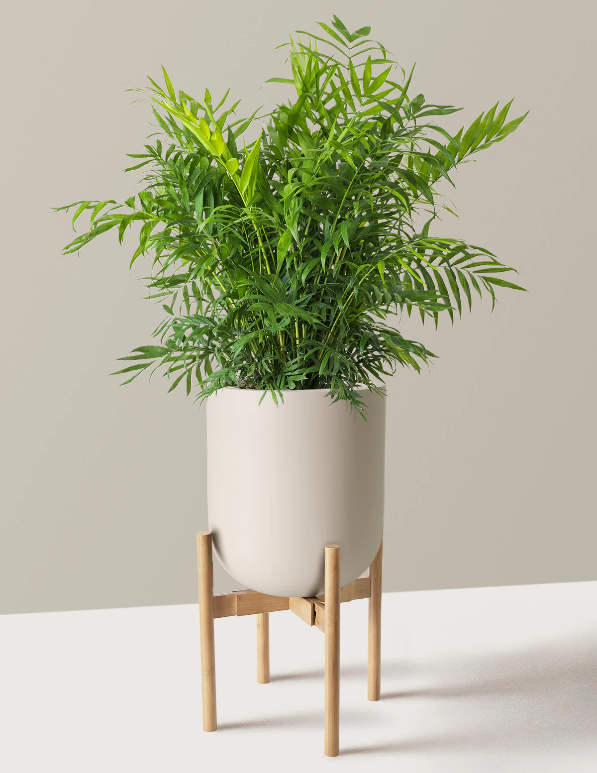 Parlor Palm - Image 57